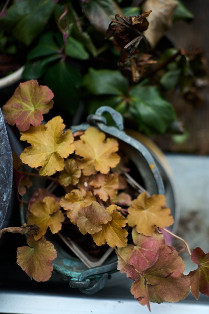 Balcony Feb8 2026_Small_by Sebastian ConradDSC00094.jpg