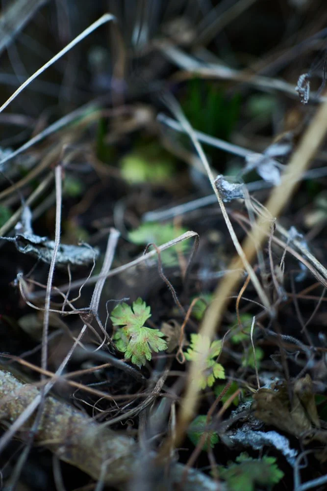 Balcony Feb8 2026_Small_by Sebastian ConradDSC00096.jpg