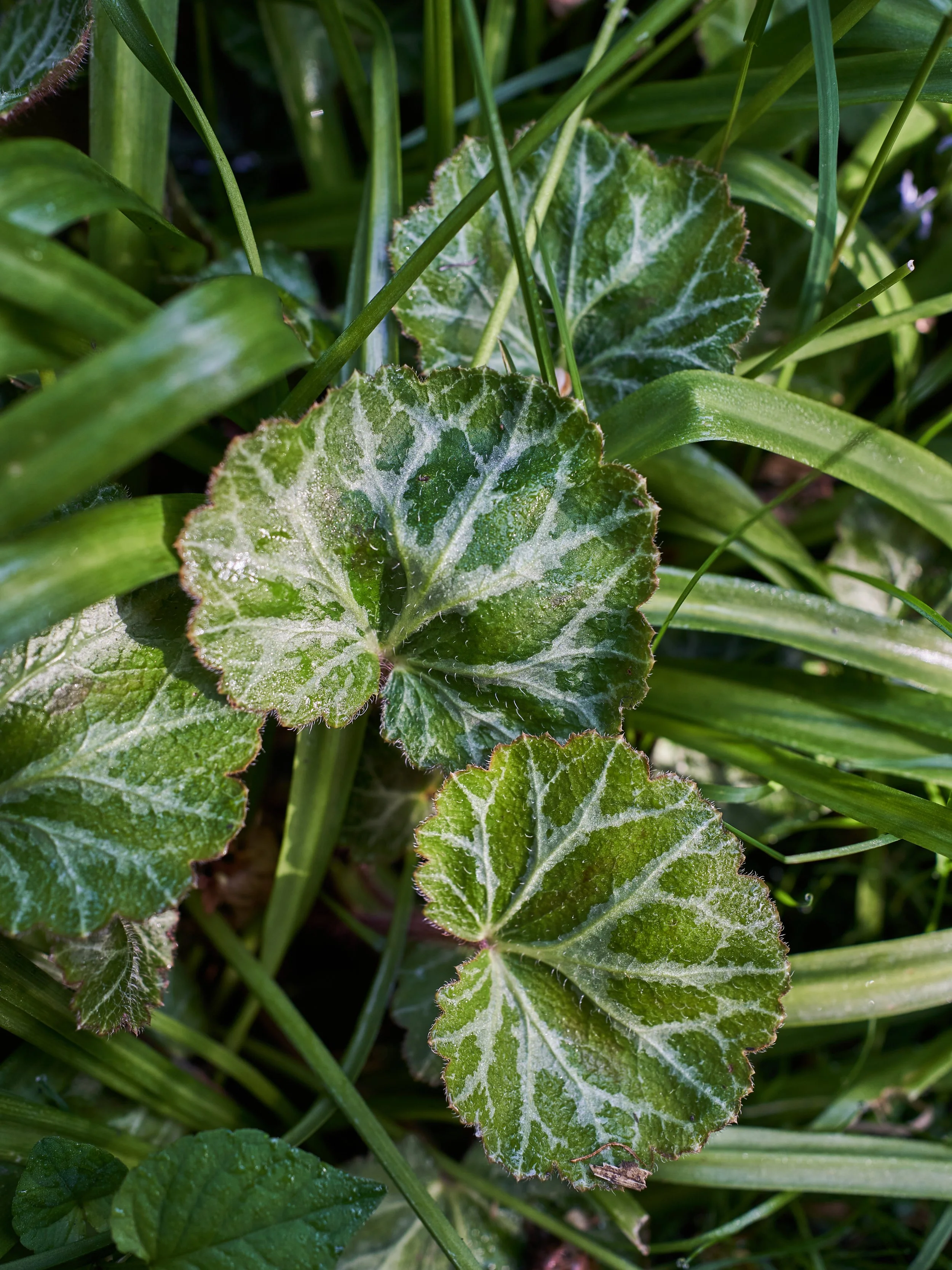 Balmoral Cottage_DSC05470.jpg
