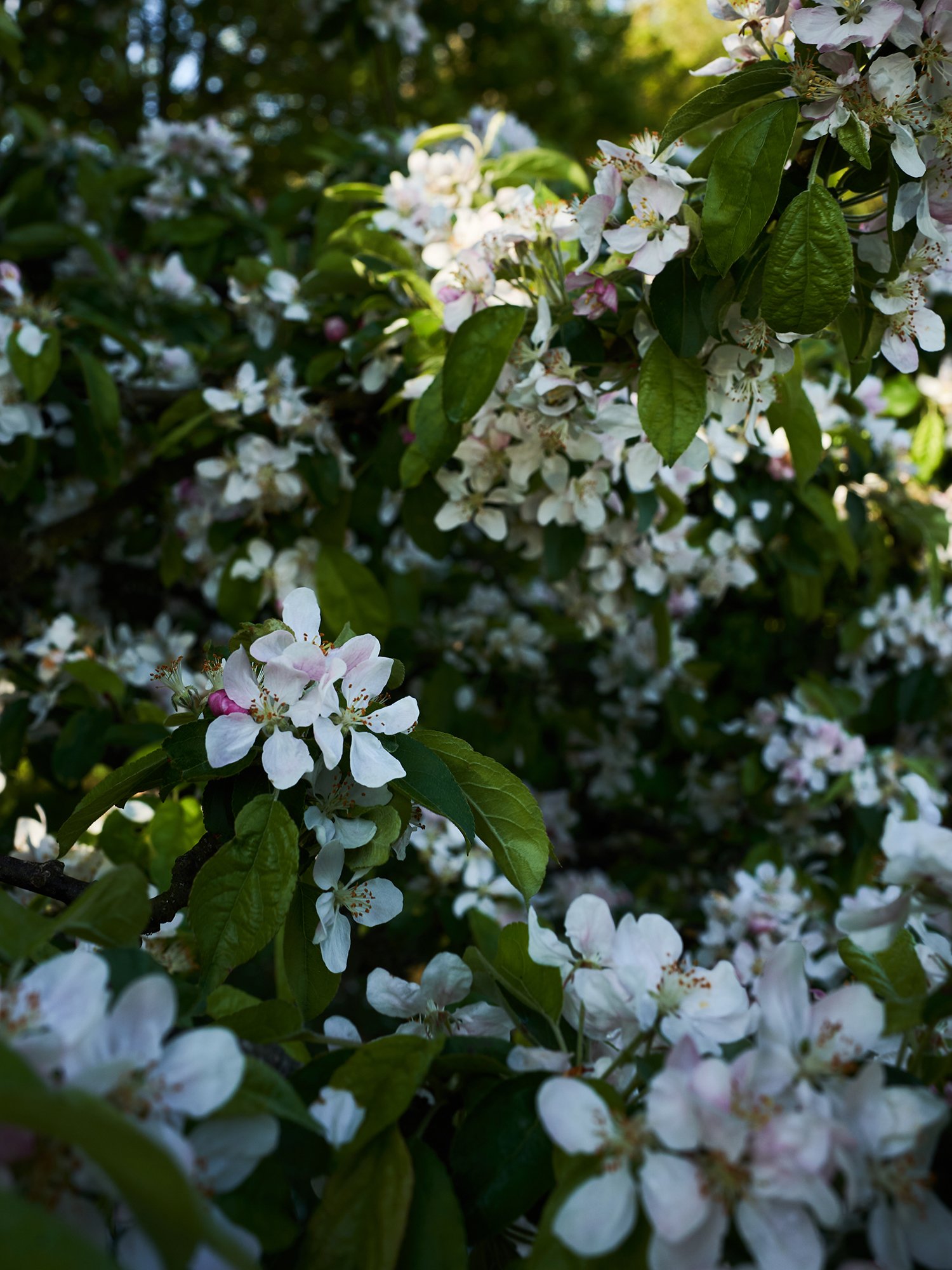 Fairlight End_DSC04927SMALL.jpg