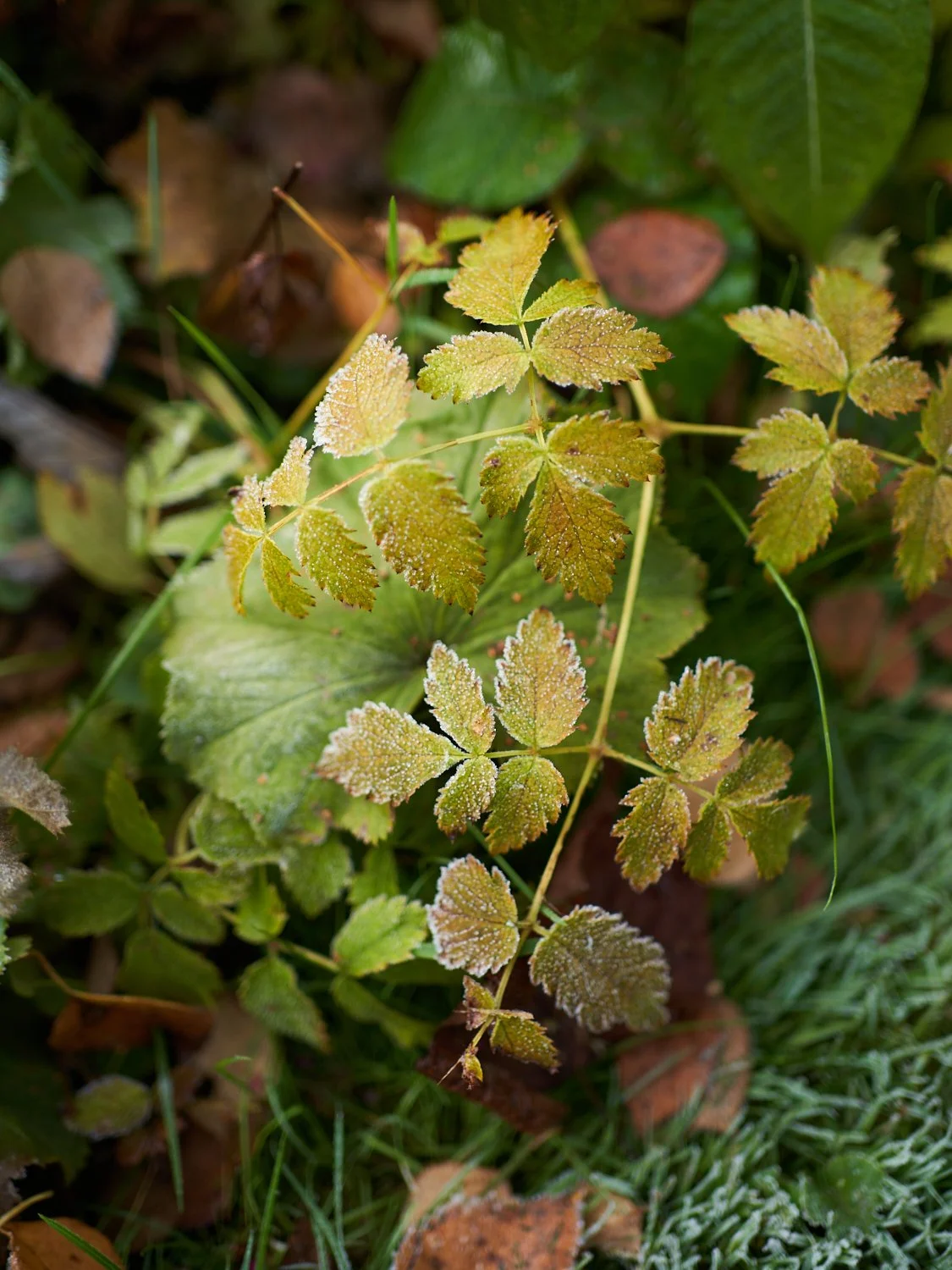 November_WebsizeDSC05363.jpg