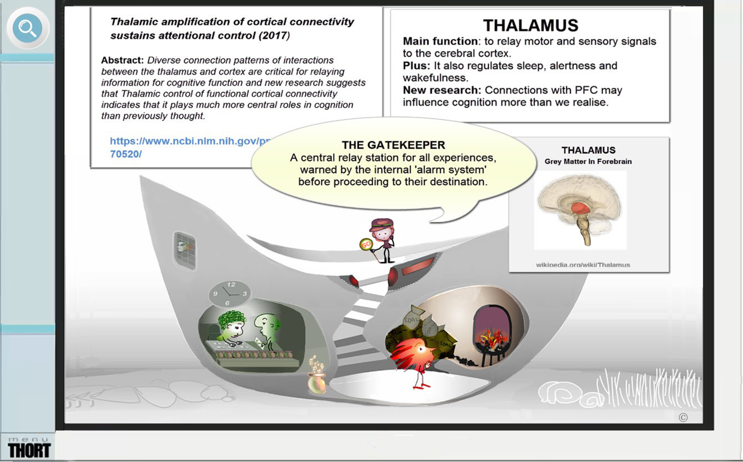 Neuro-4-Thalamus.png