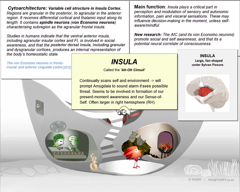 INSULA-Cytoarchitecture.png