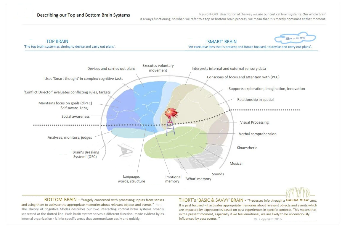 Top Bottom Brain systems-2.png