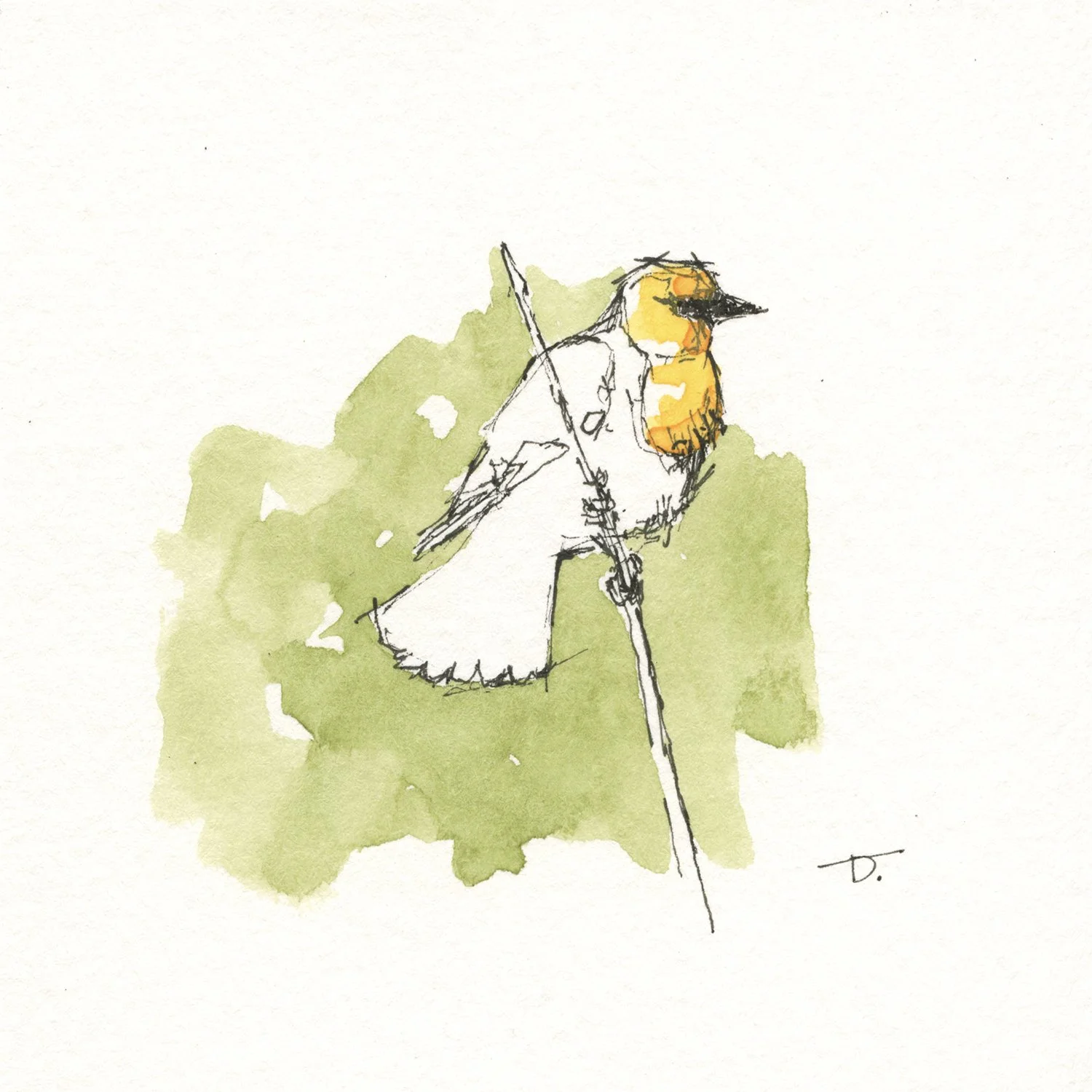 Yellow Headed Blackbird