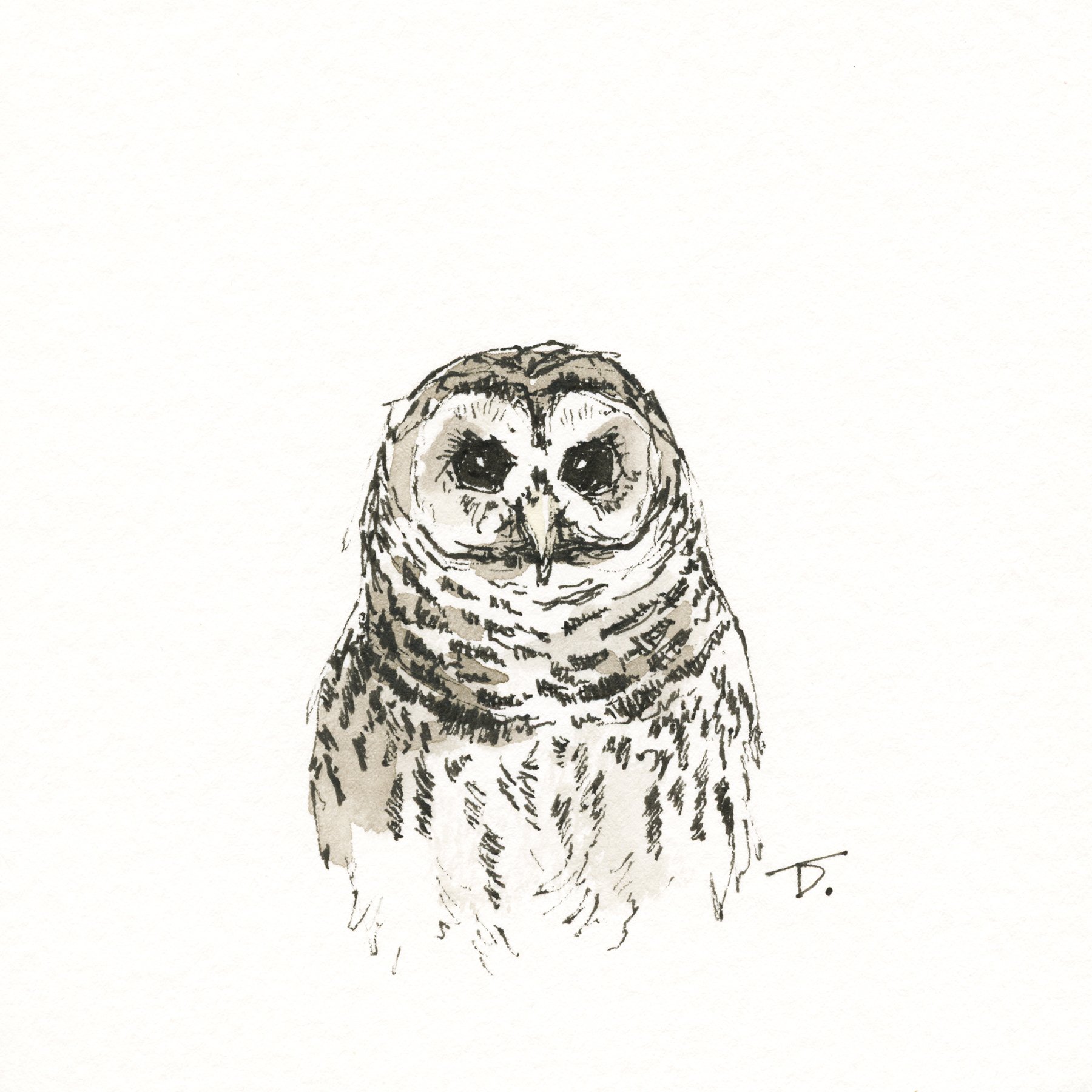BarredOwl-MINI-WEB.jpg