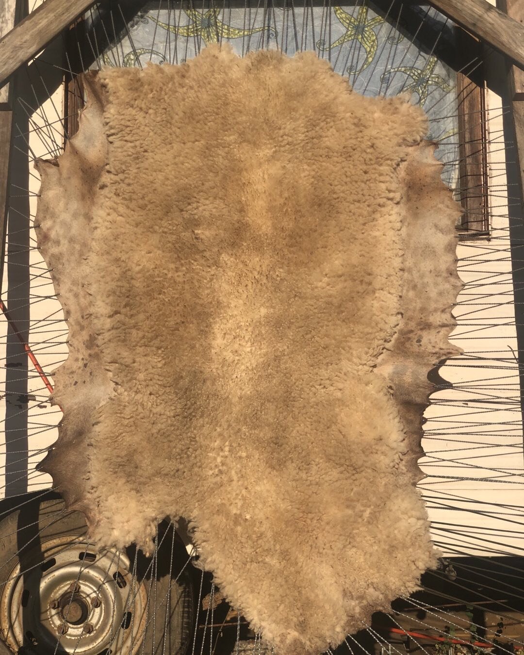 First sheepskin is framed and ready to rock and roll 🥰