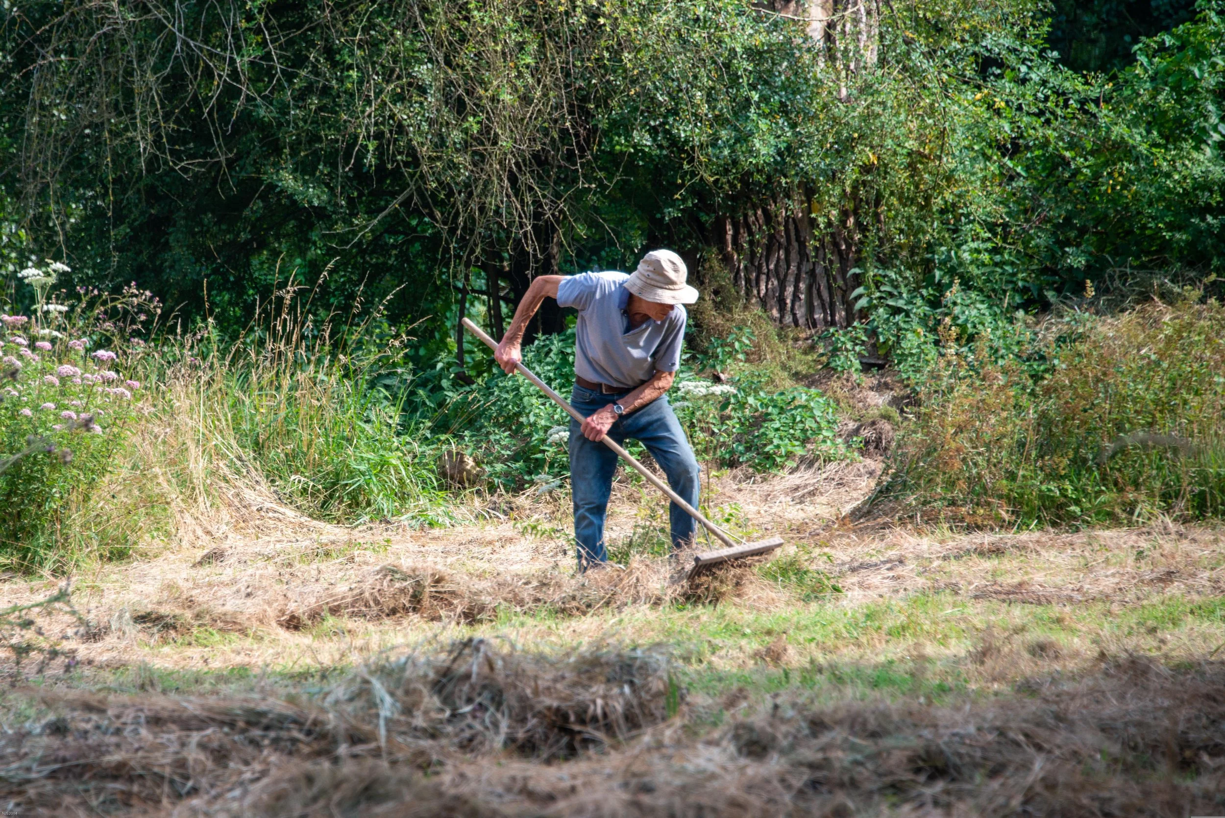 man raking tall grass