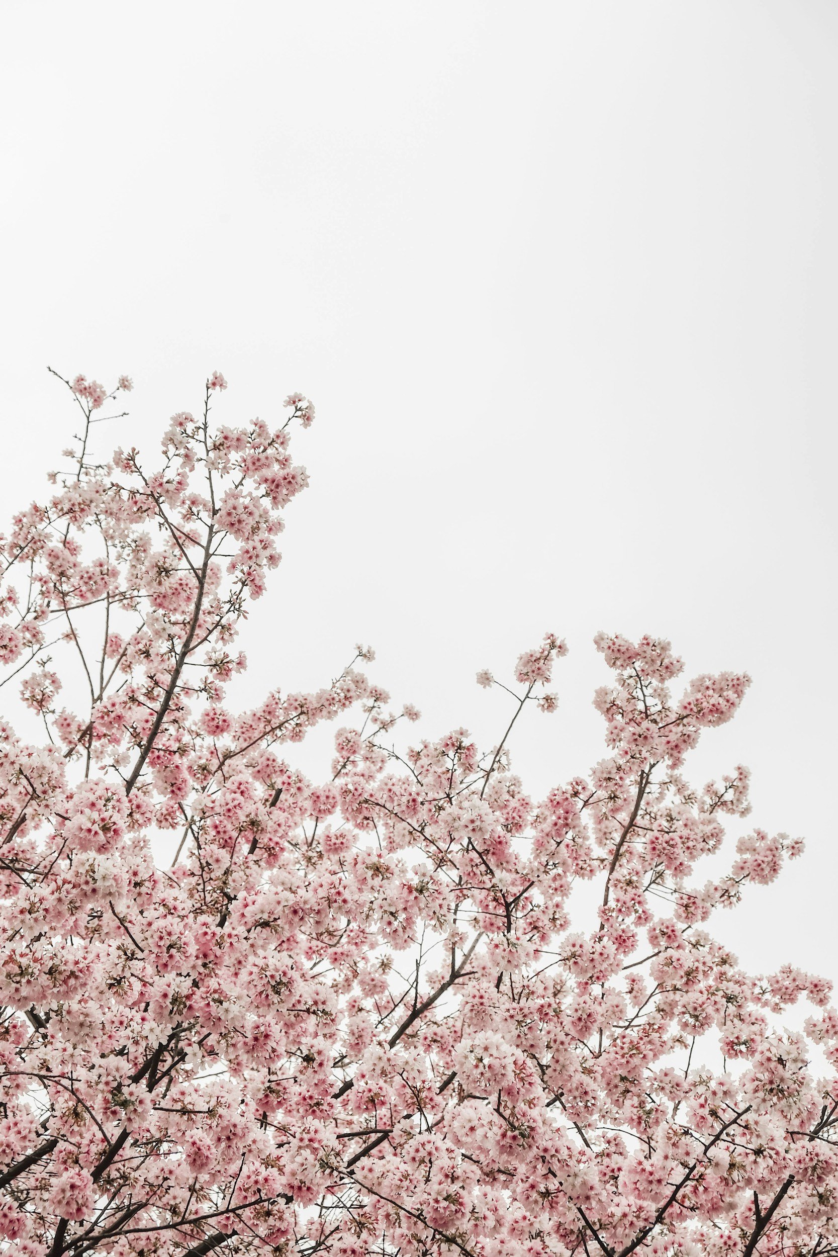 spring hunger