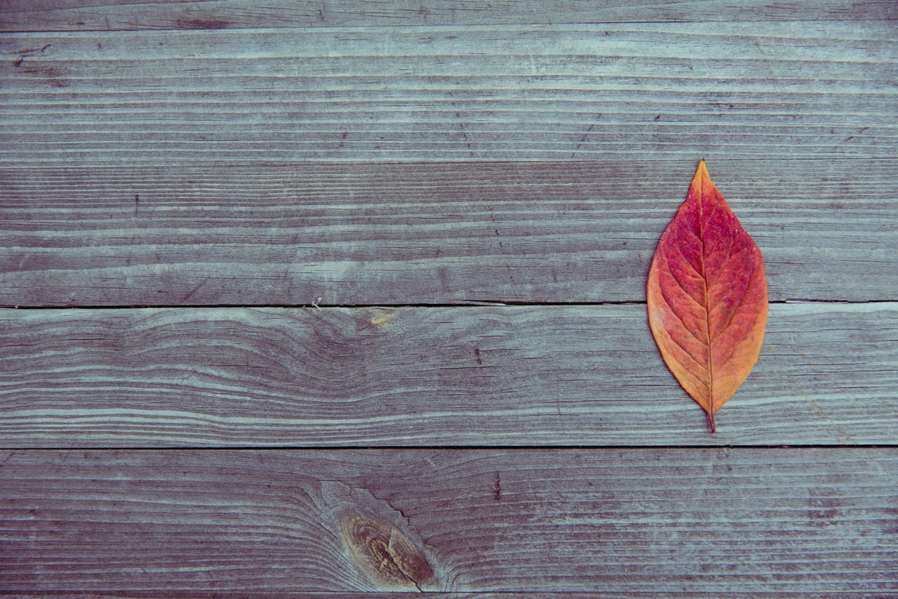 dry-leaf-hd-wallpaper-pattern-126590.jpg