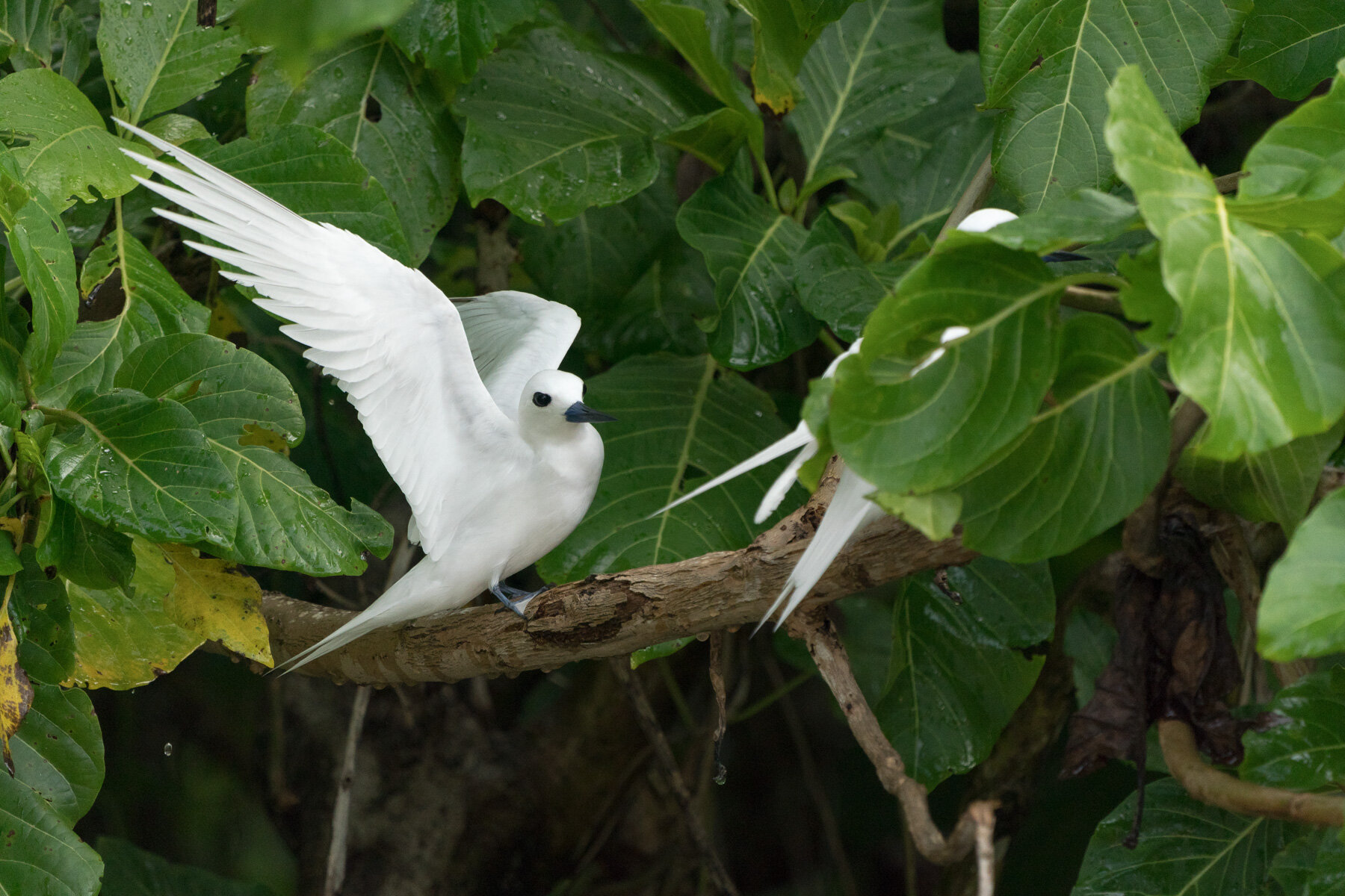  White tern (Gygis alba) on perch 