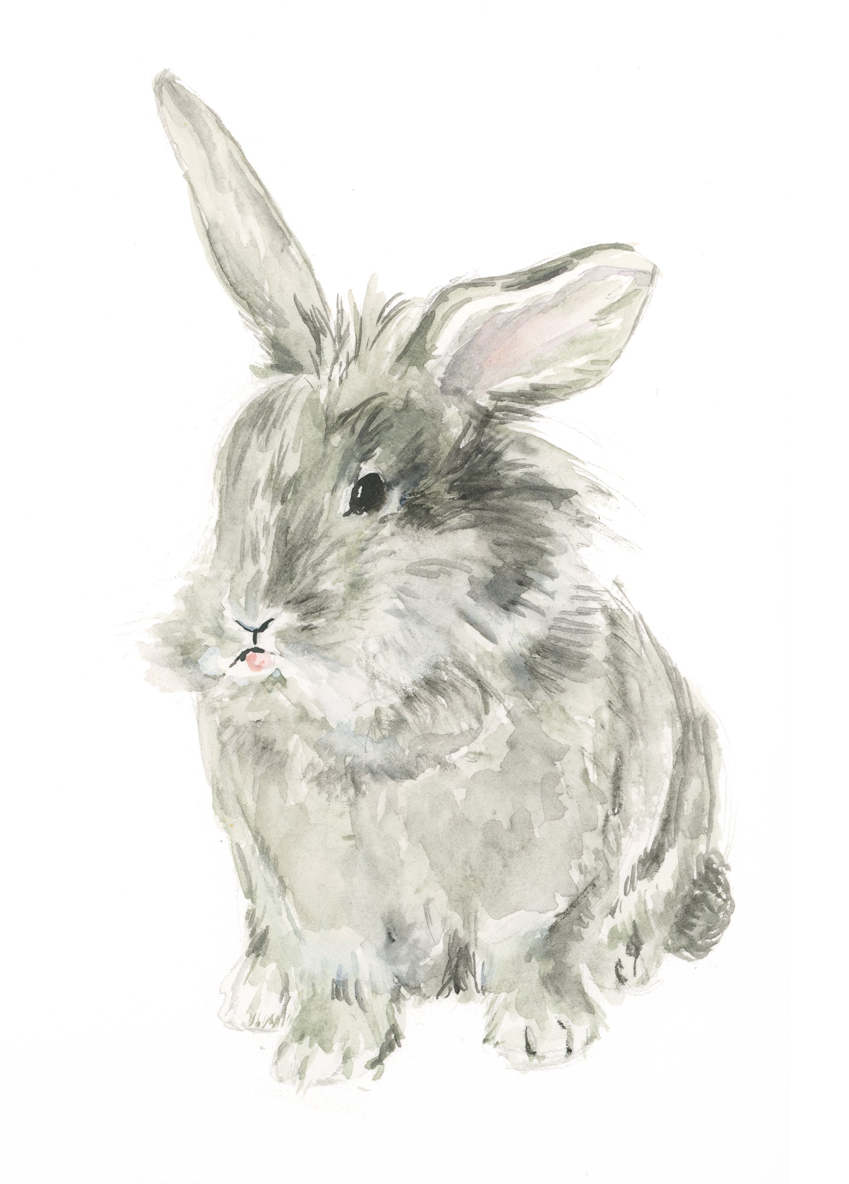 Bunny portrait.jpg
