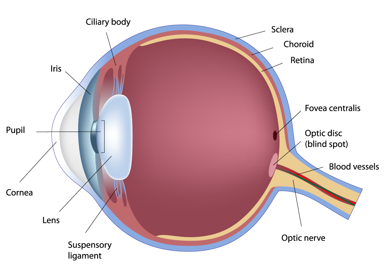 How The Eye Works University Retina