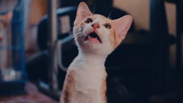 Cat Video Fest 2025