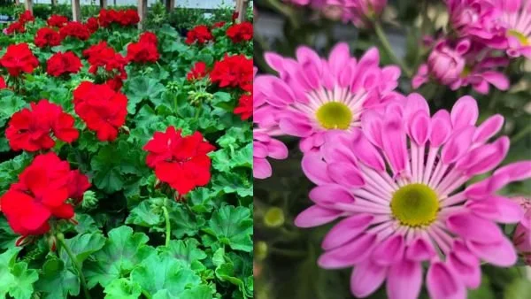 Memory Café: Flower-Potting with Brigiotta's
