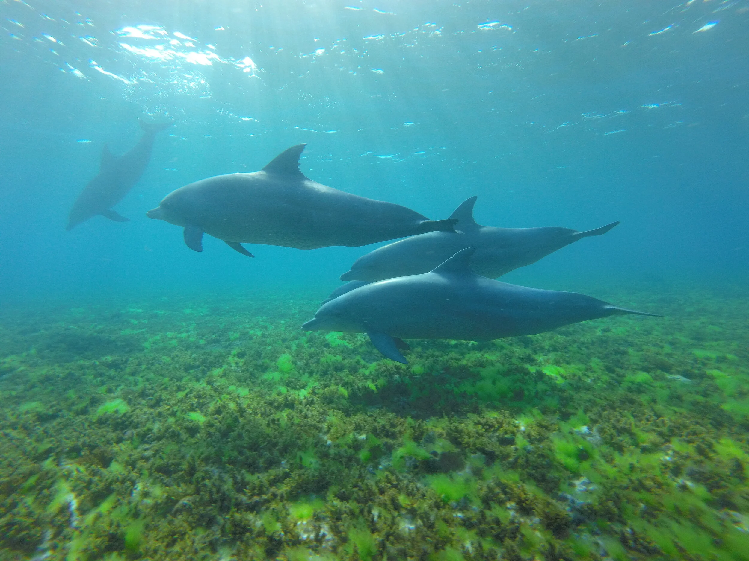 I swam with dolphins.