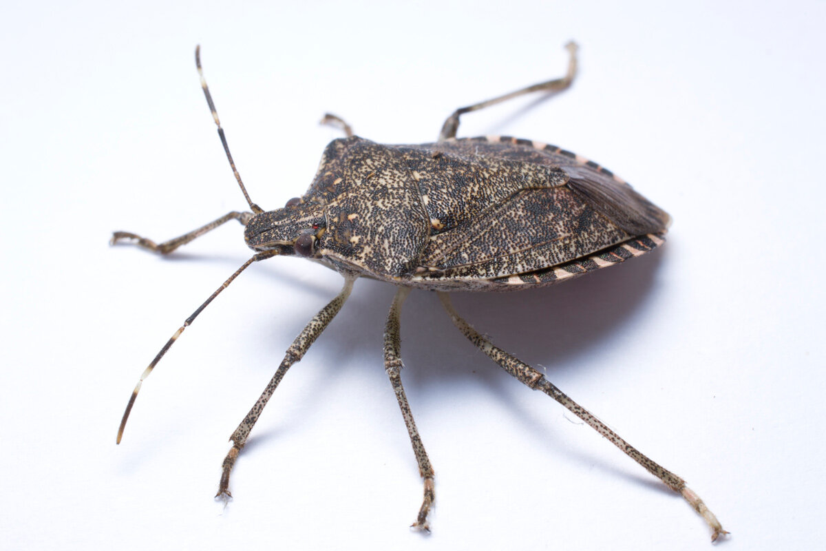 Stank_Pest_Images_StinkBug_2.jpg