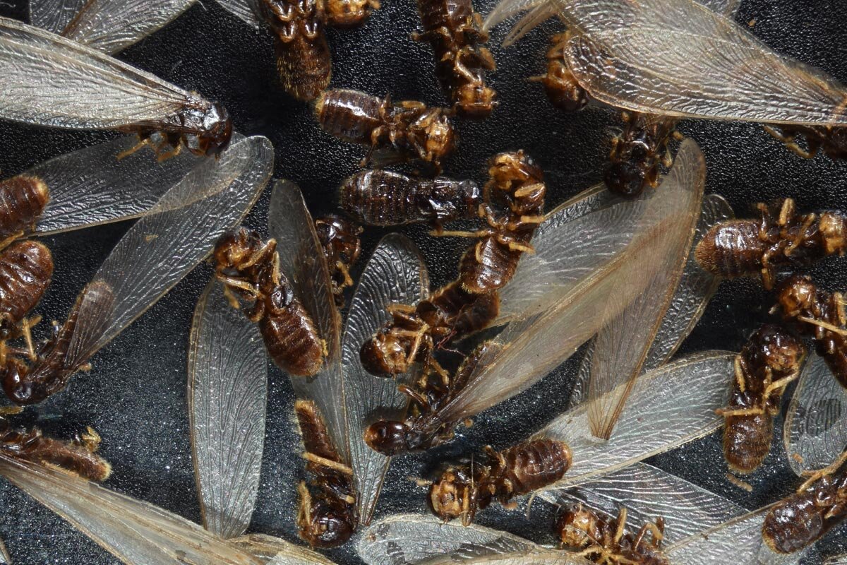 Stank_Pest_Images_Termites.jpg