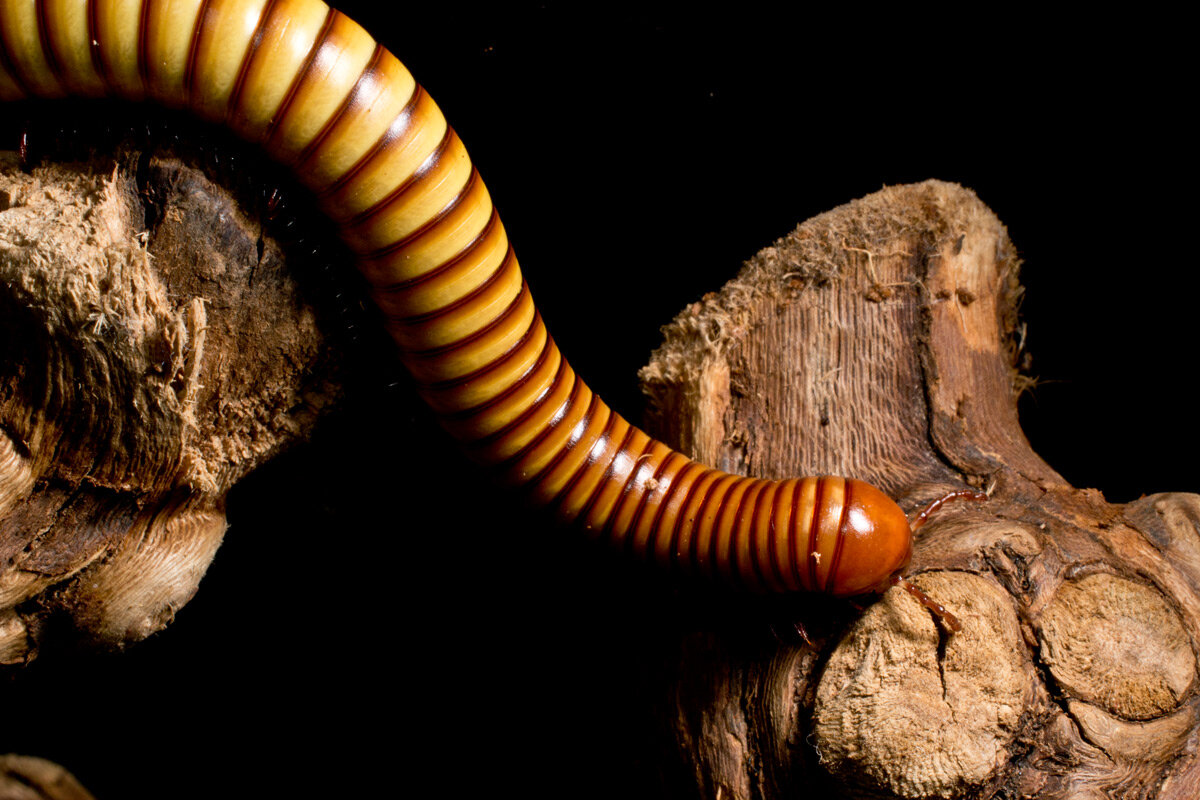 Stank_Pest_Images_Millipede.jpg