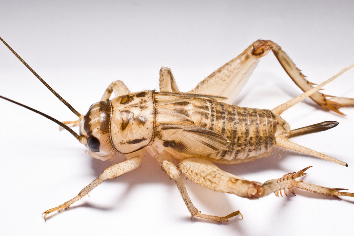 Stank_Pest_Images_Cricket.jpg