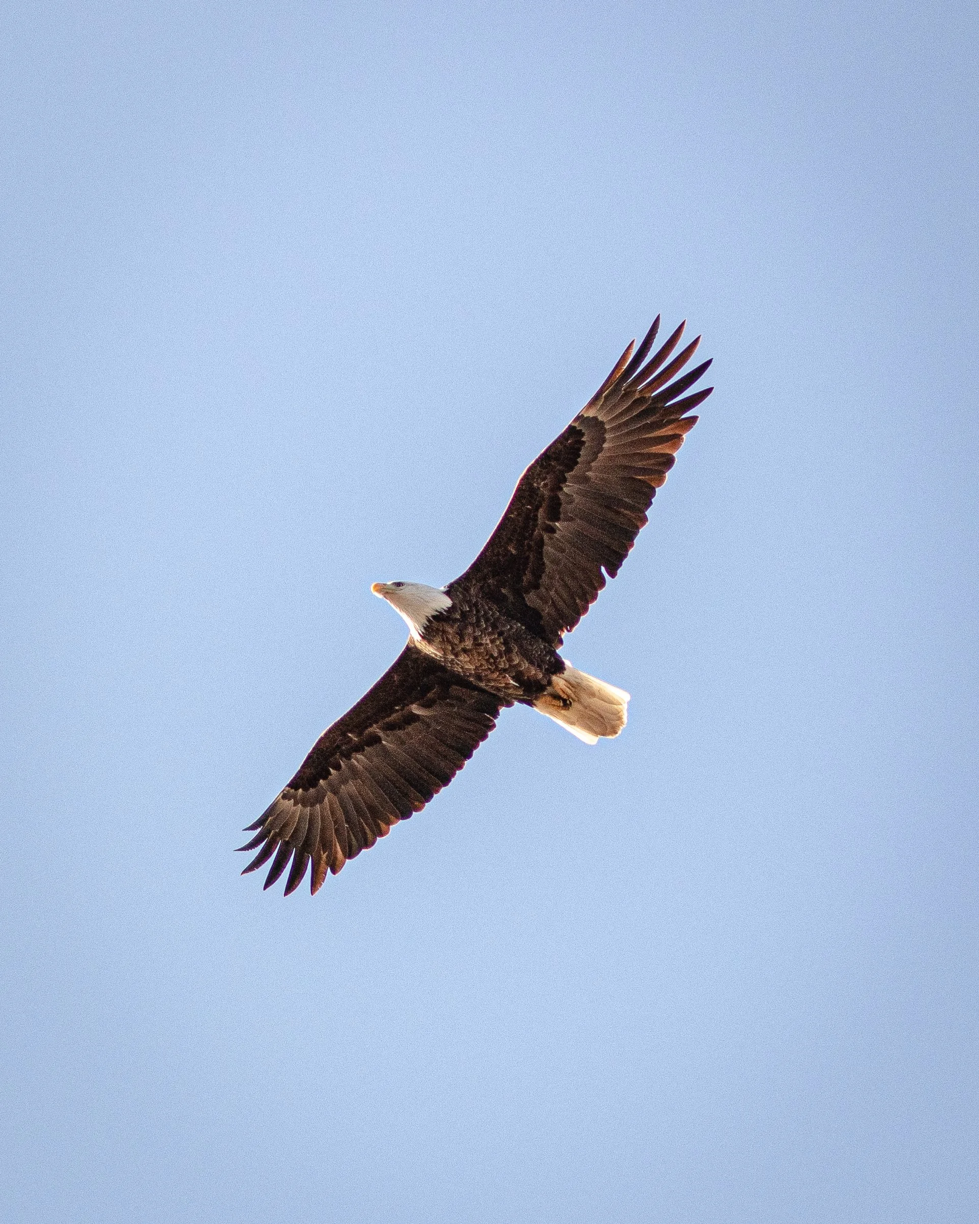 IMG_2641.jpg