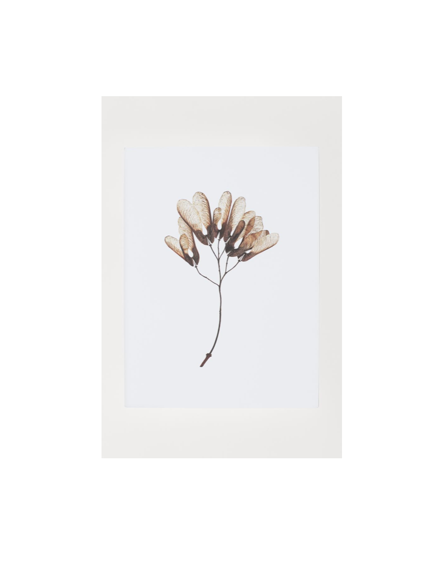 Botanisk plakat med hvide tørrede samarafrugter, 30x40 cm