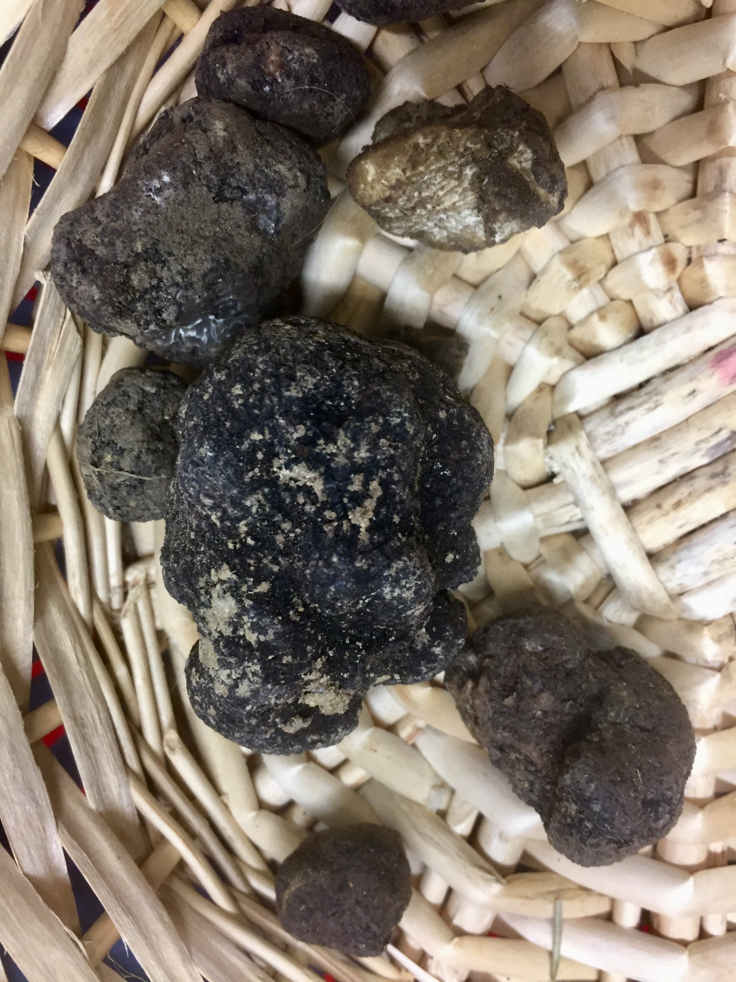 Black truffles in Città di Castello