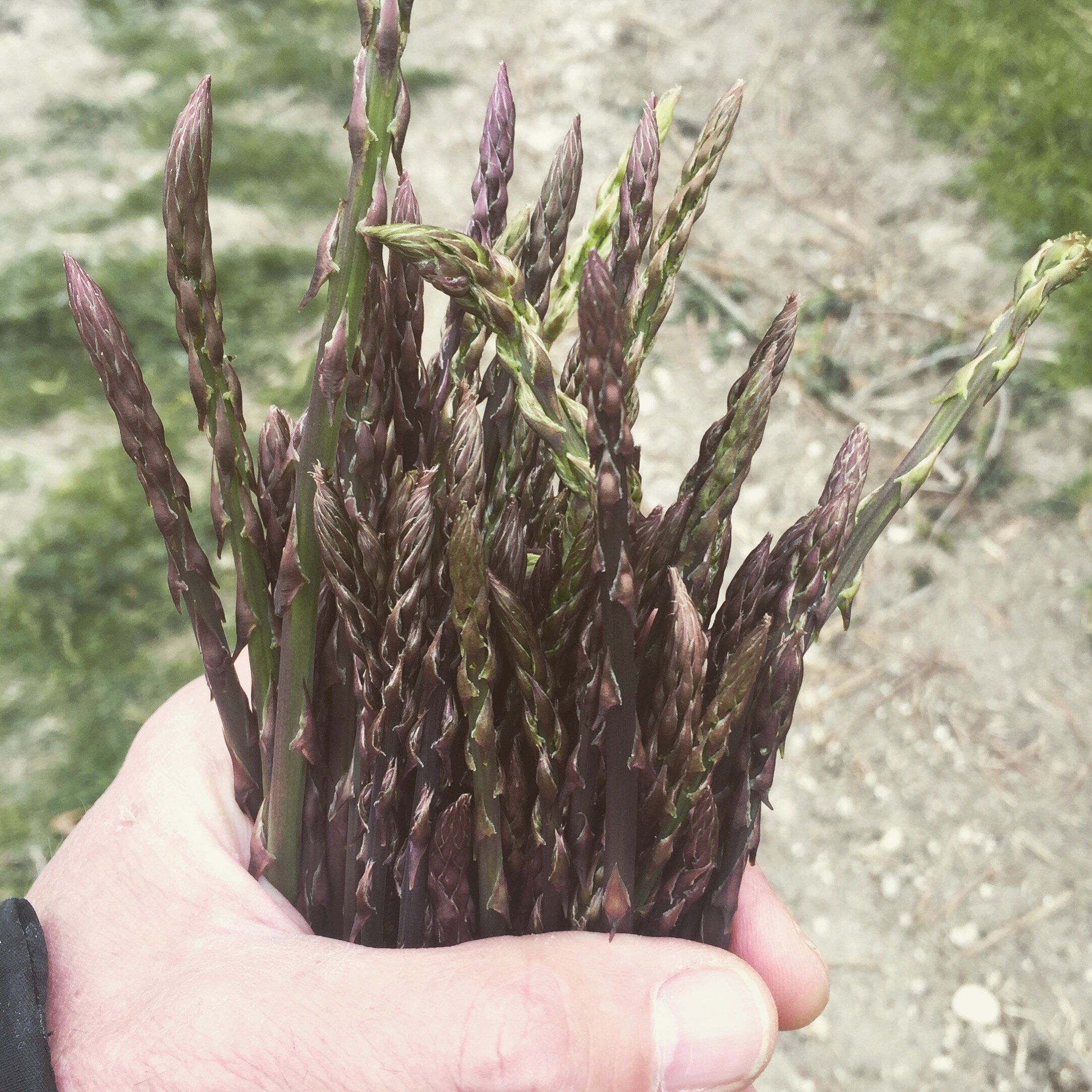 Foraged wild asparagus in Tarano, Italy