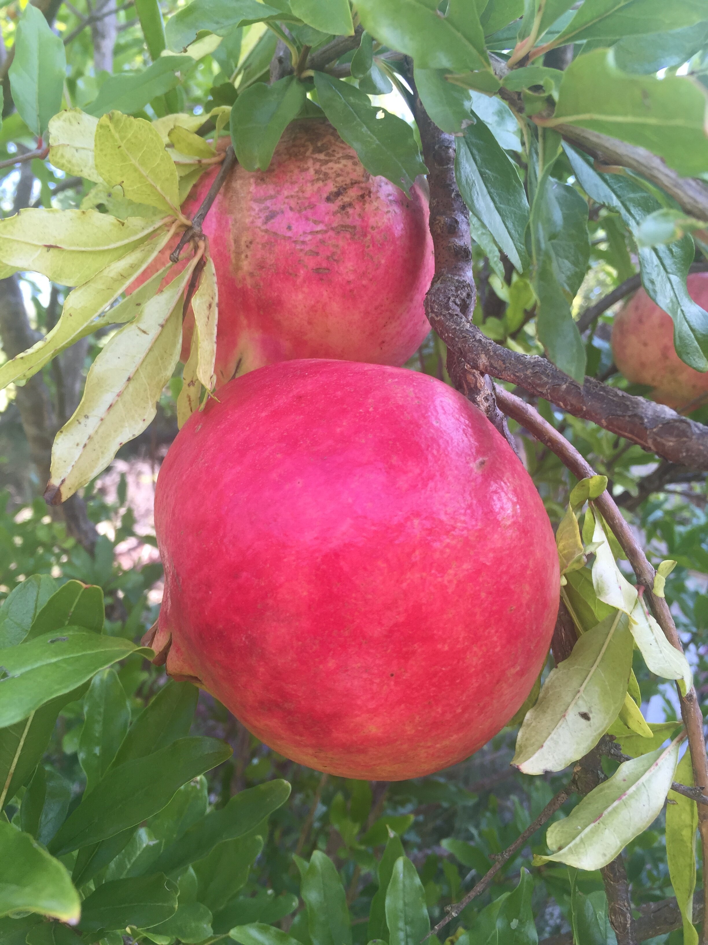 Pomegranates, Tarano