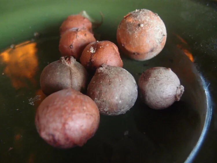 Making Iron Gall Ink
