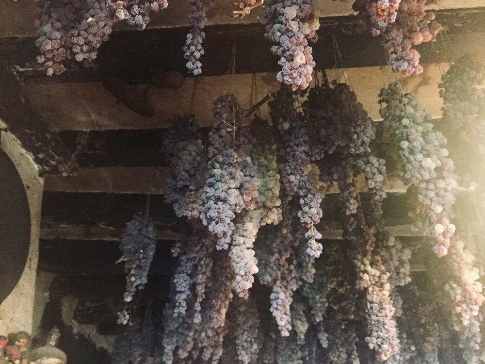 grapes drying for vin santo