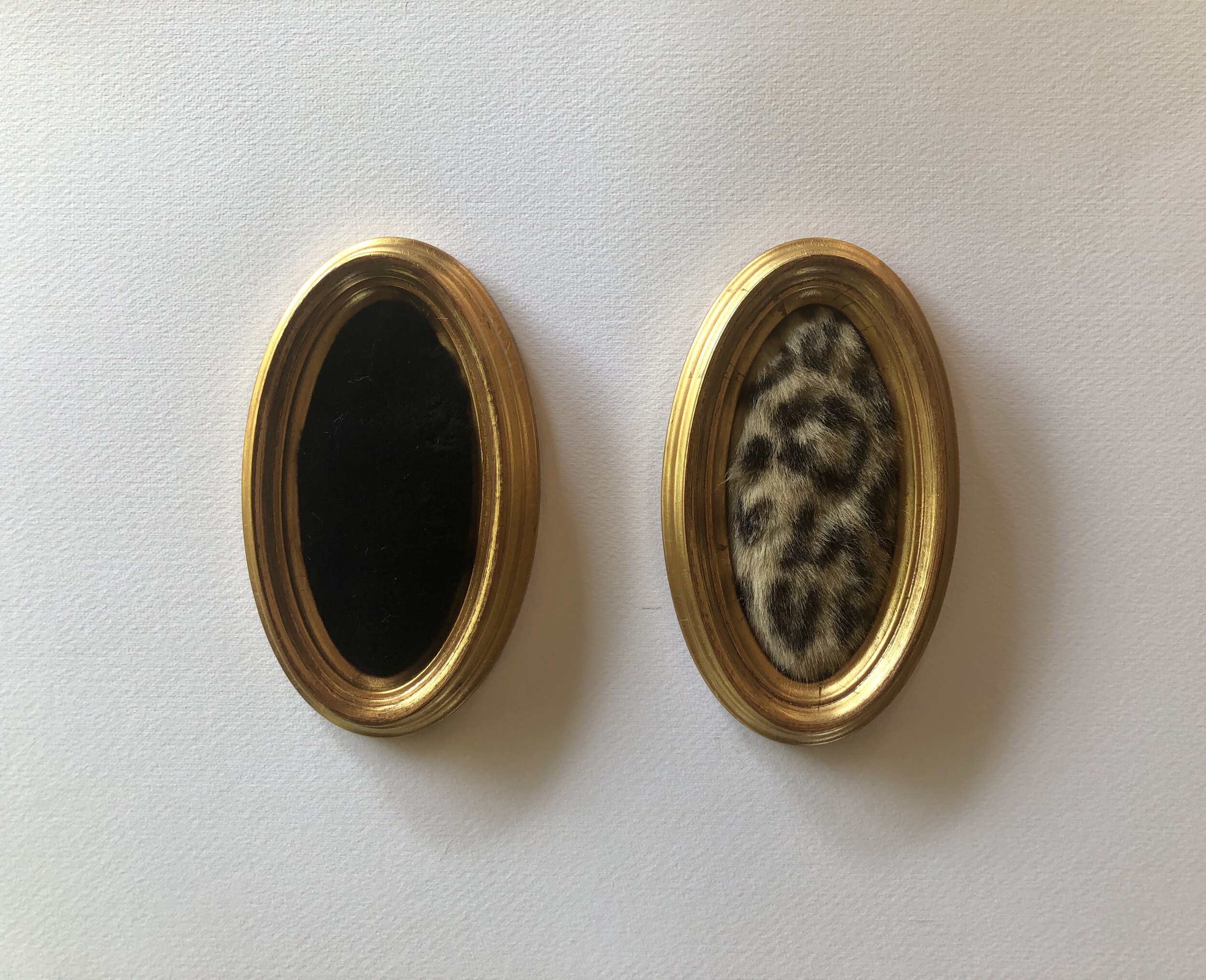 Fur Portraits from the Captain's Quarters