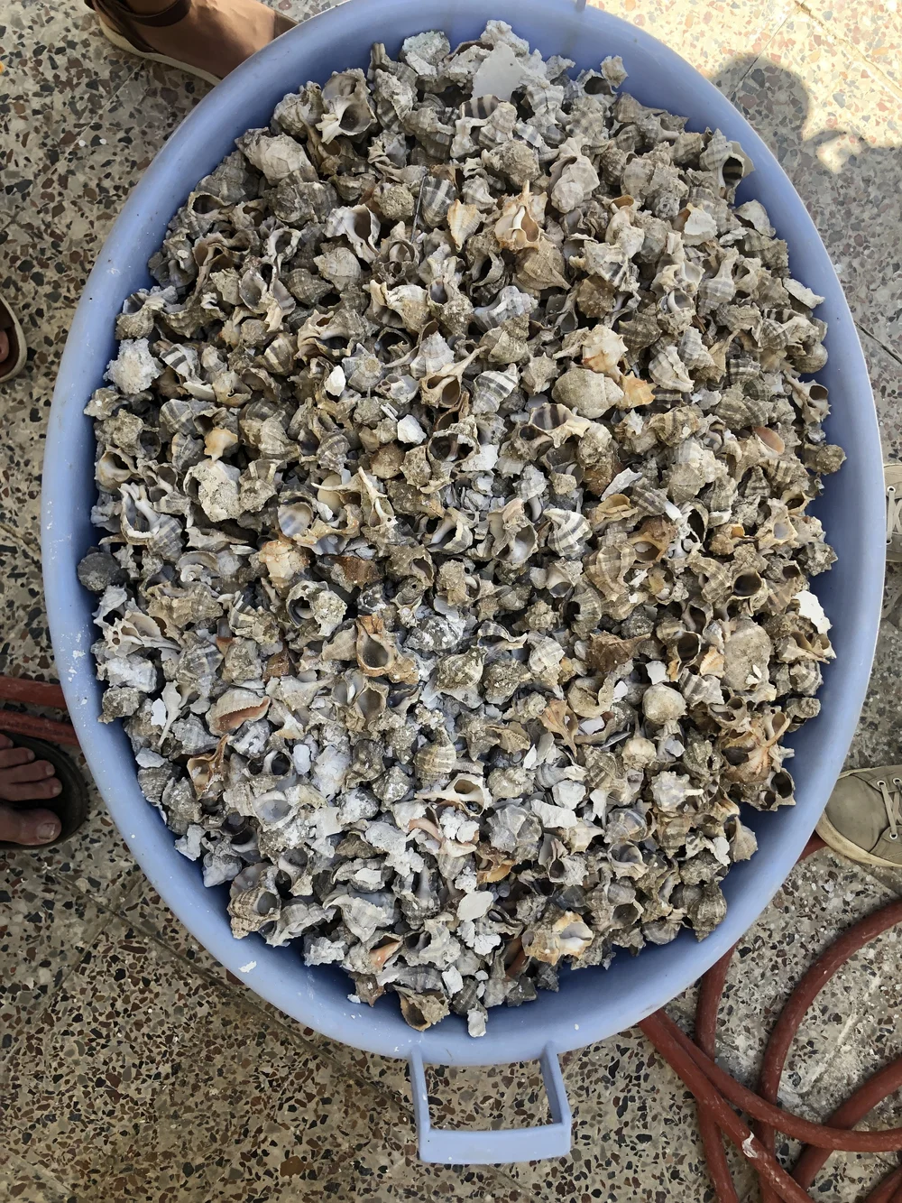 Murex shells on the way to the furnace to make lime.