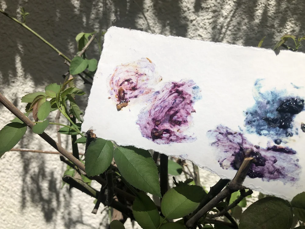 first experiments with murex 