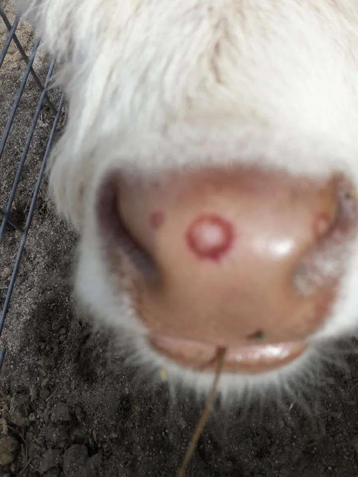 When your cow gets creepy crawlies or other weird things...