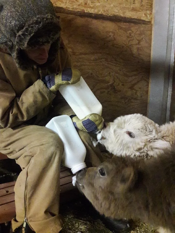 Hungry calves are healthy calves!