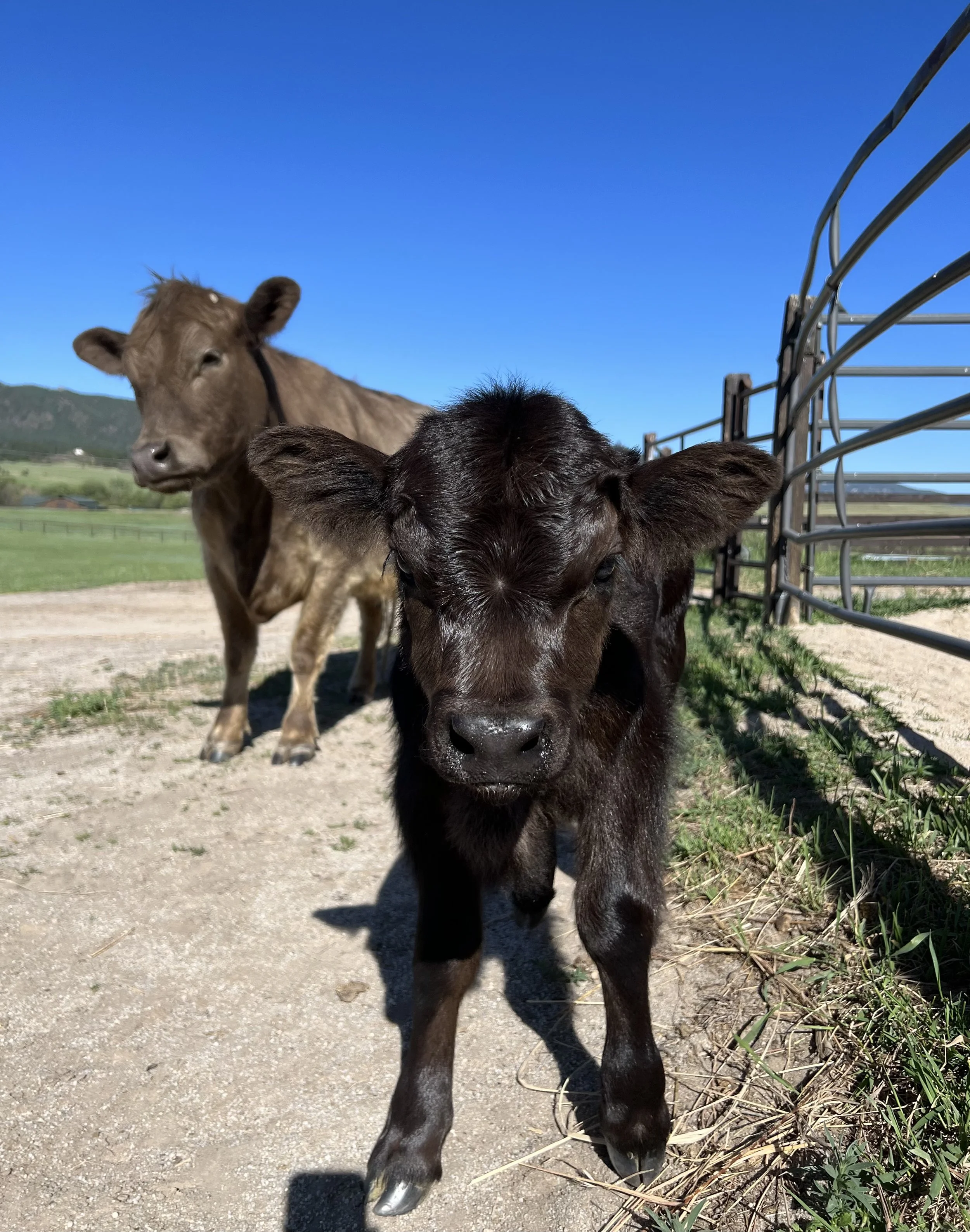 One MAJOR Lesson Learned from Calving 2022