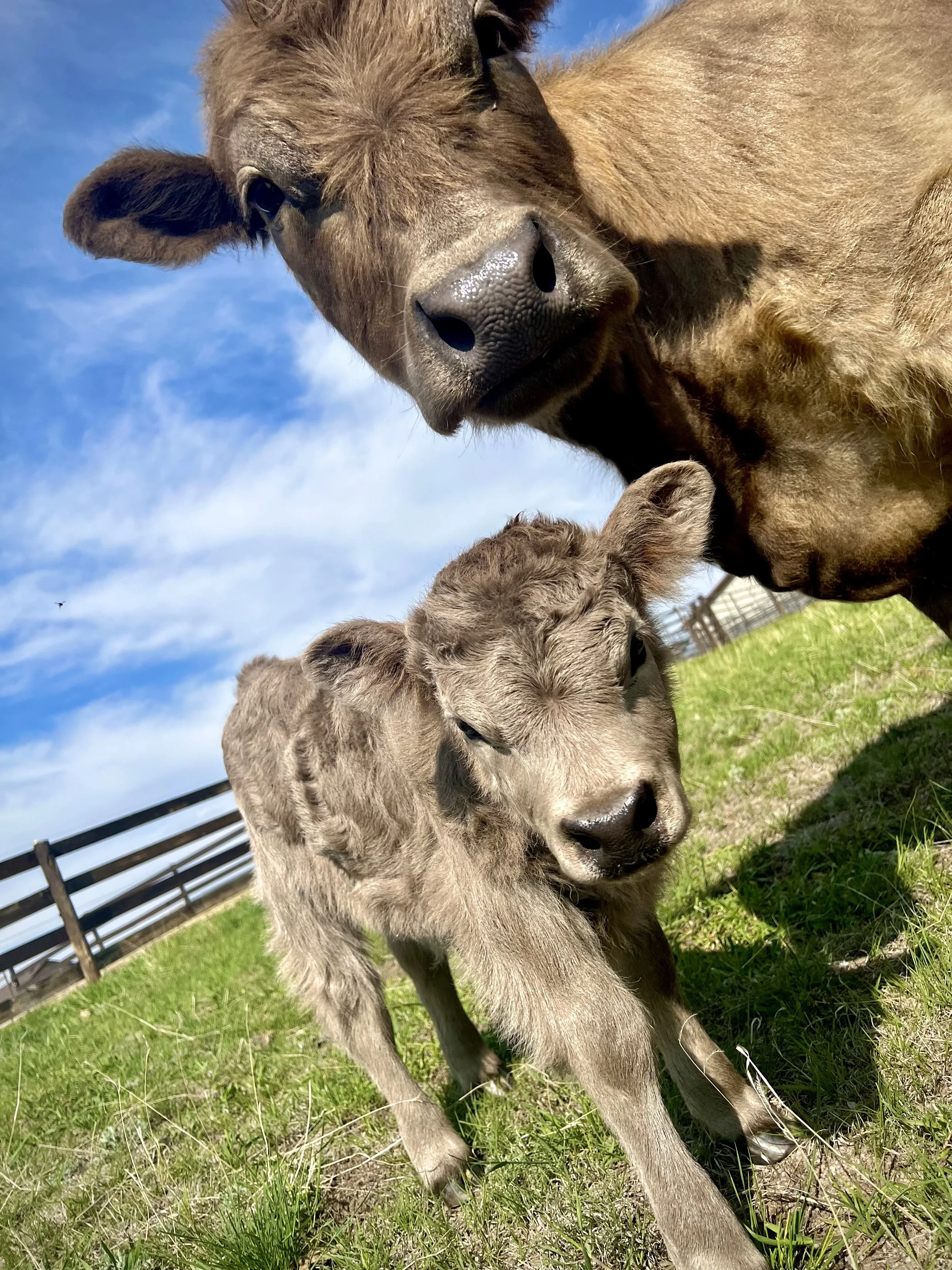 Spring 2023 Calves!