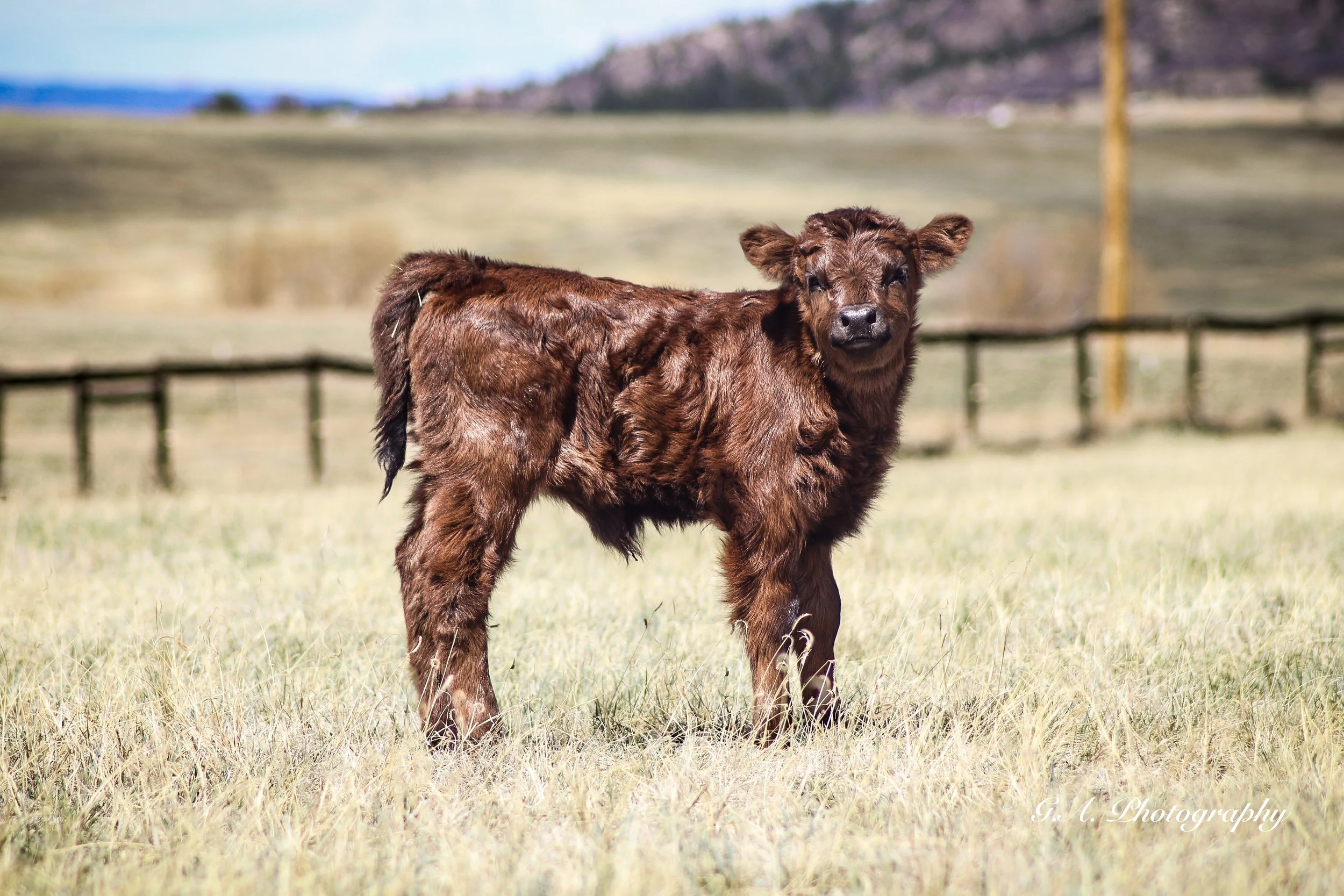Meet Sunday and Monday - 2026 Heifer Calves