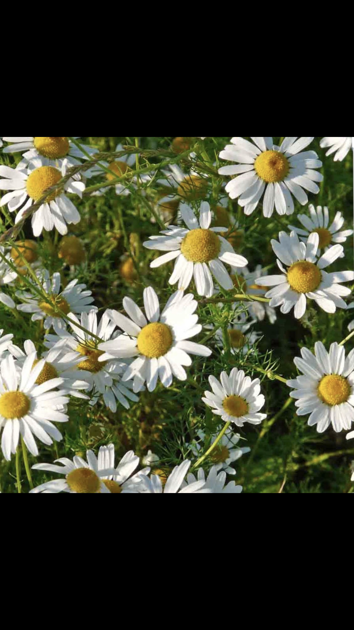 C9CED8B1-1445-4E46-913F-16EAC2B6EA7F