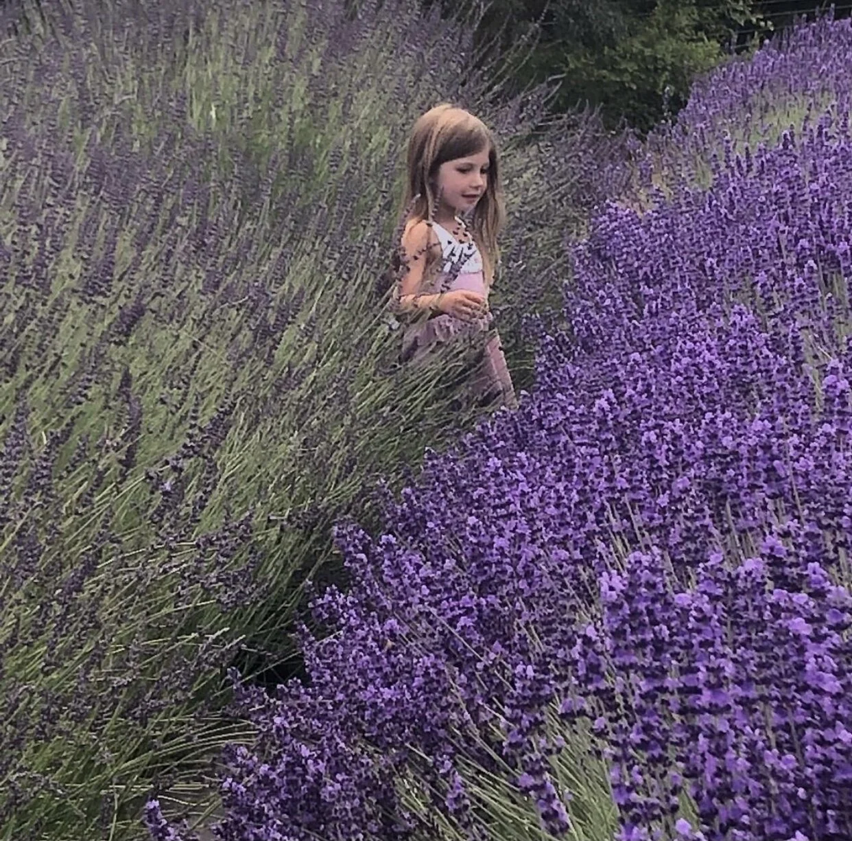 Lavender & Tea Tree Talo  TALO.LOVE