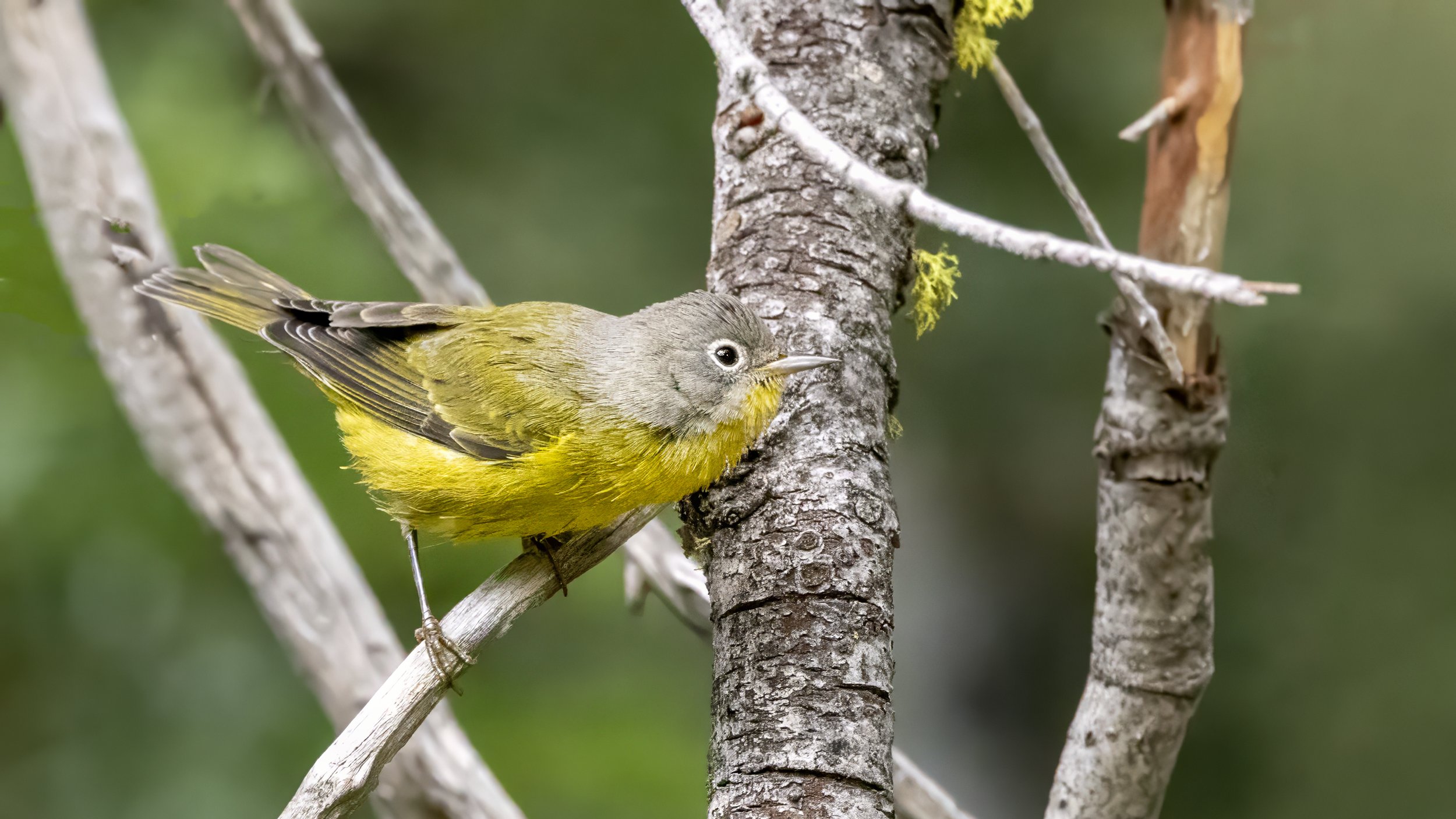 Nashville Warbler
