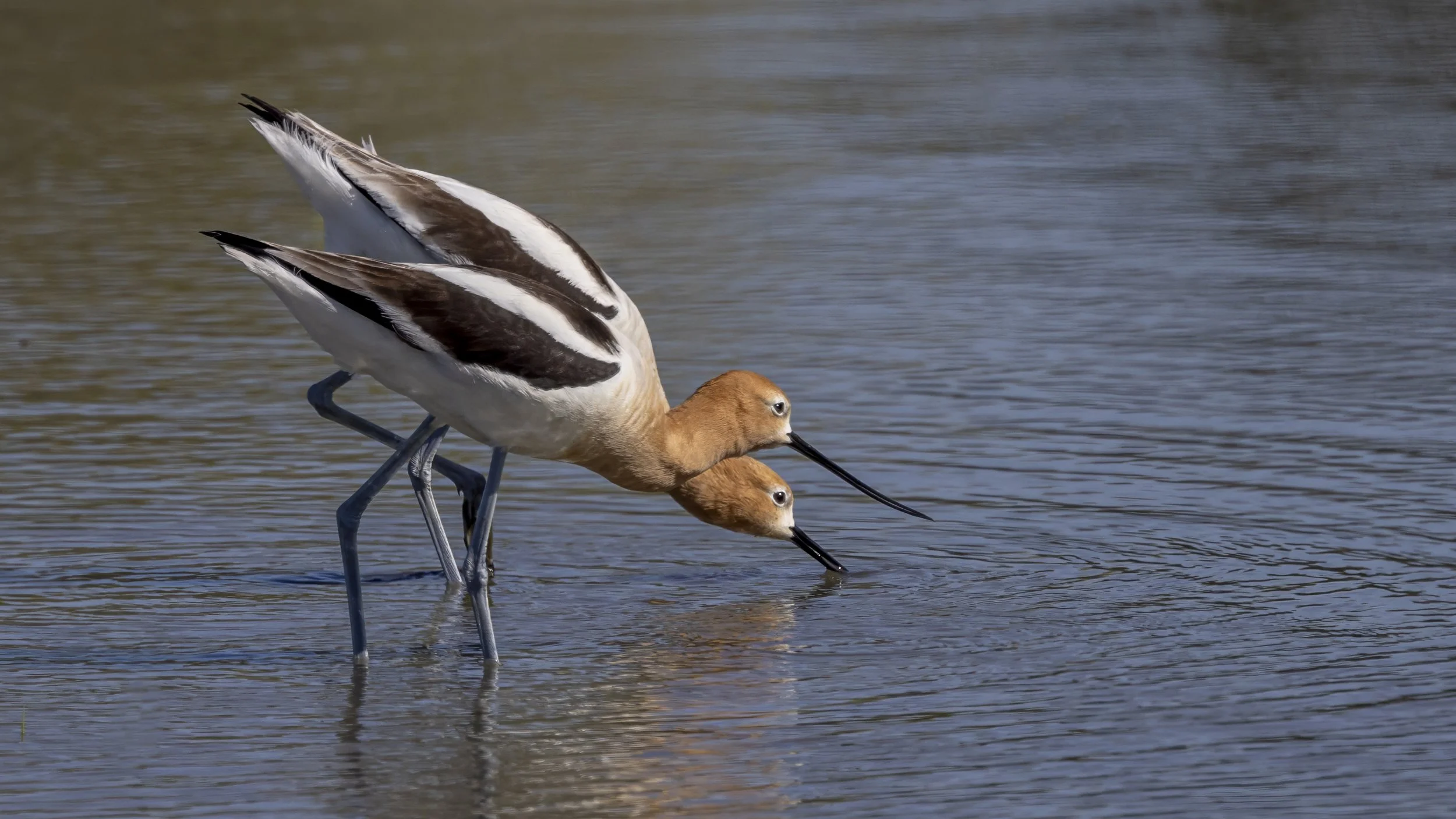 American Avocet