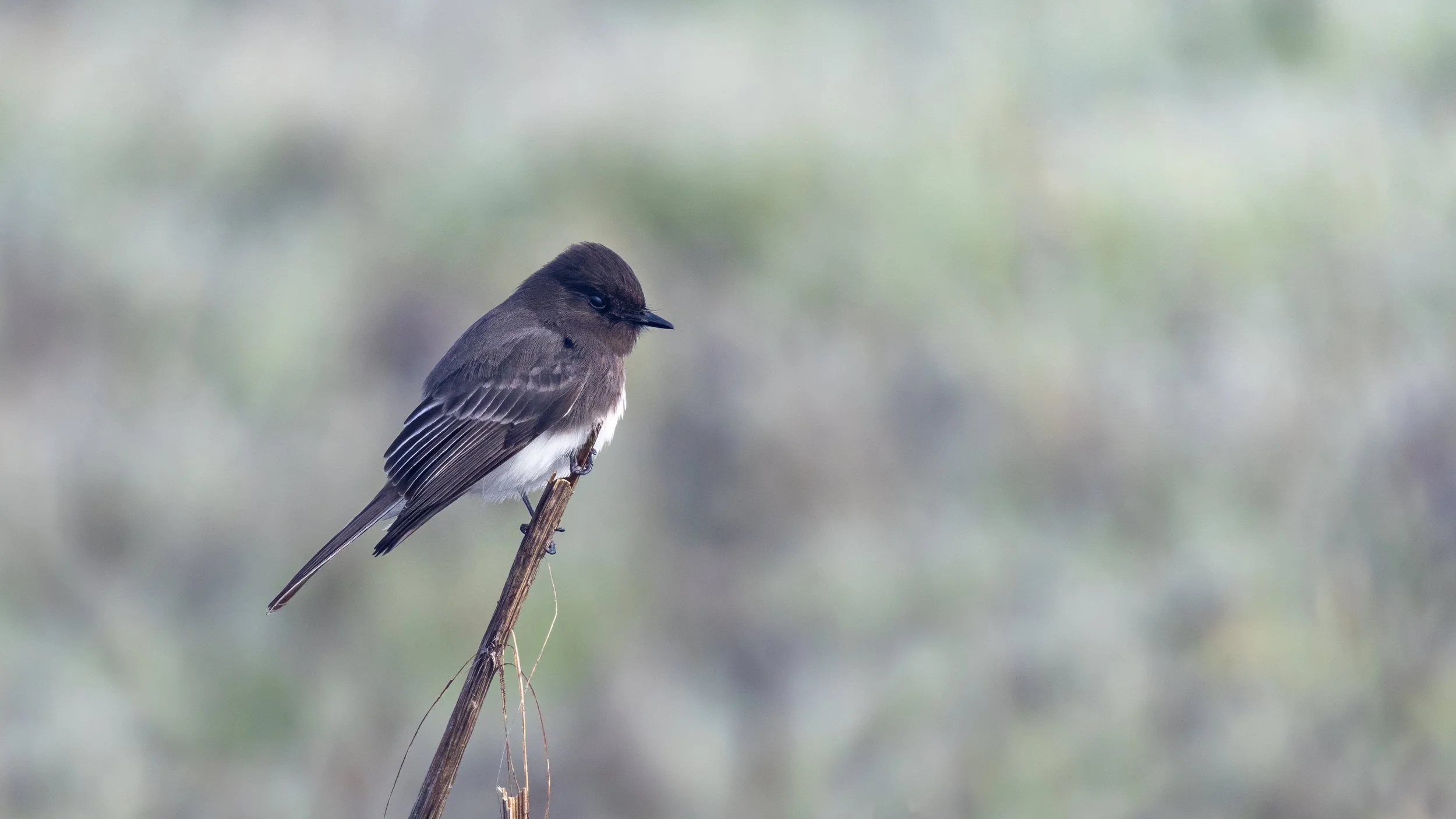 Black Phoebe