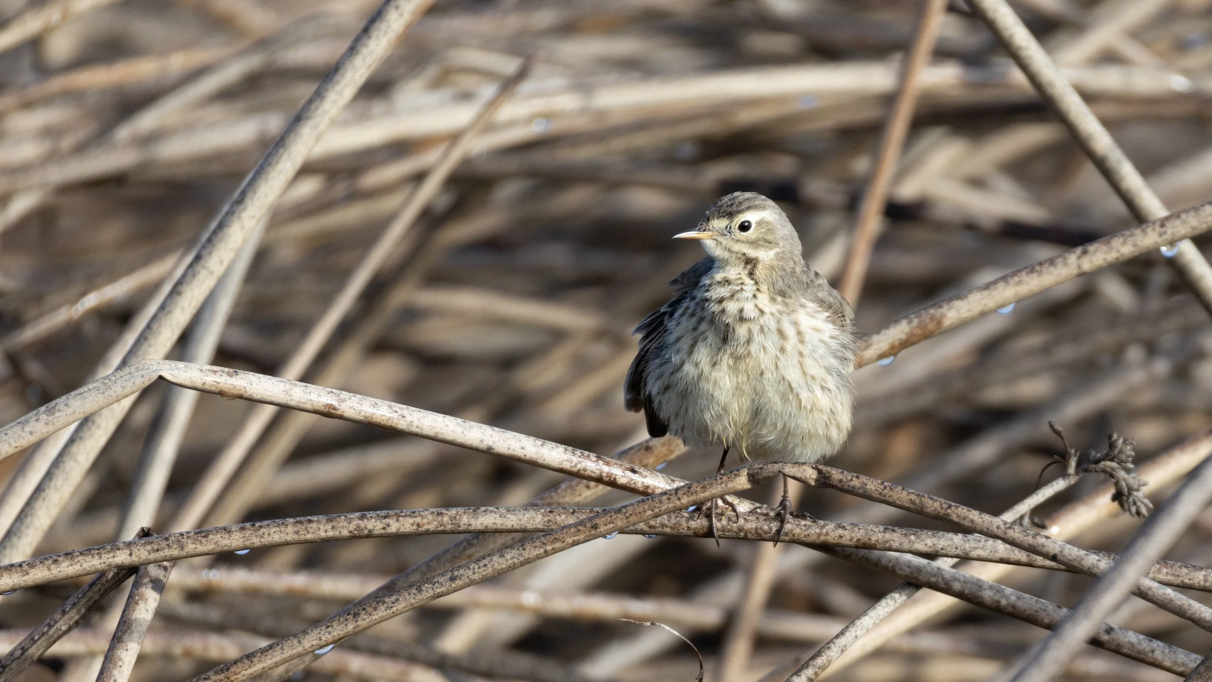 American Pipit