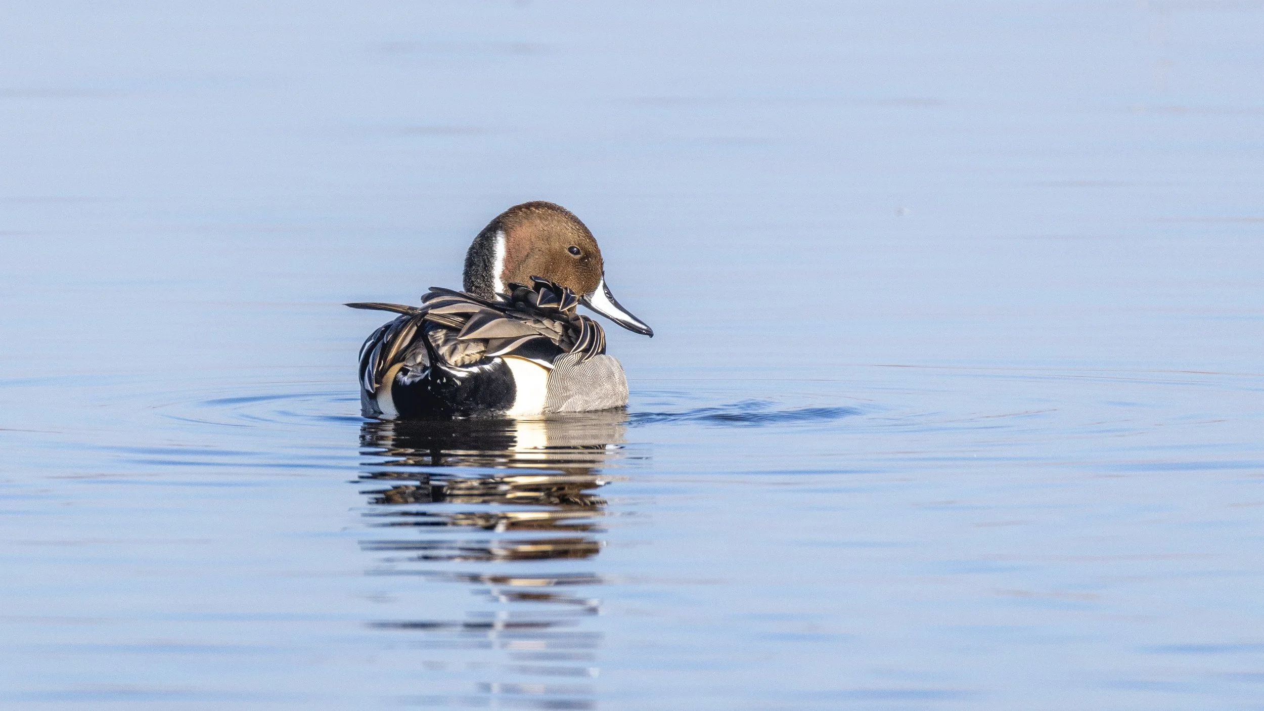 Northern Pintail