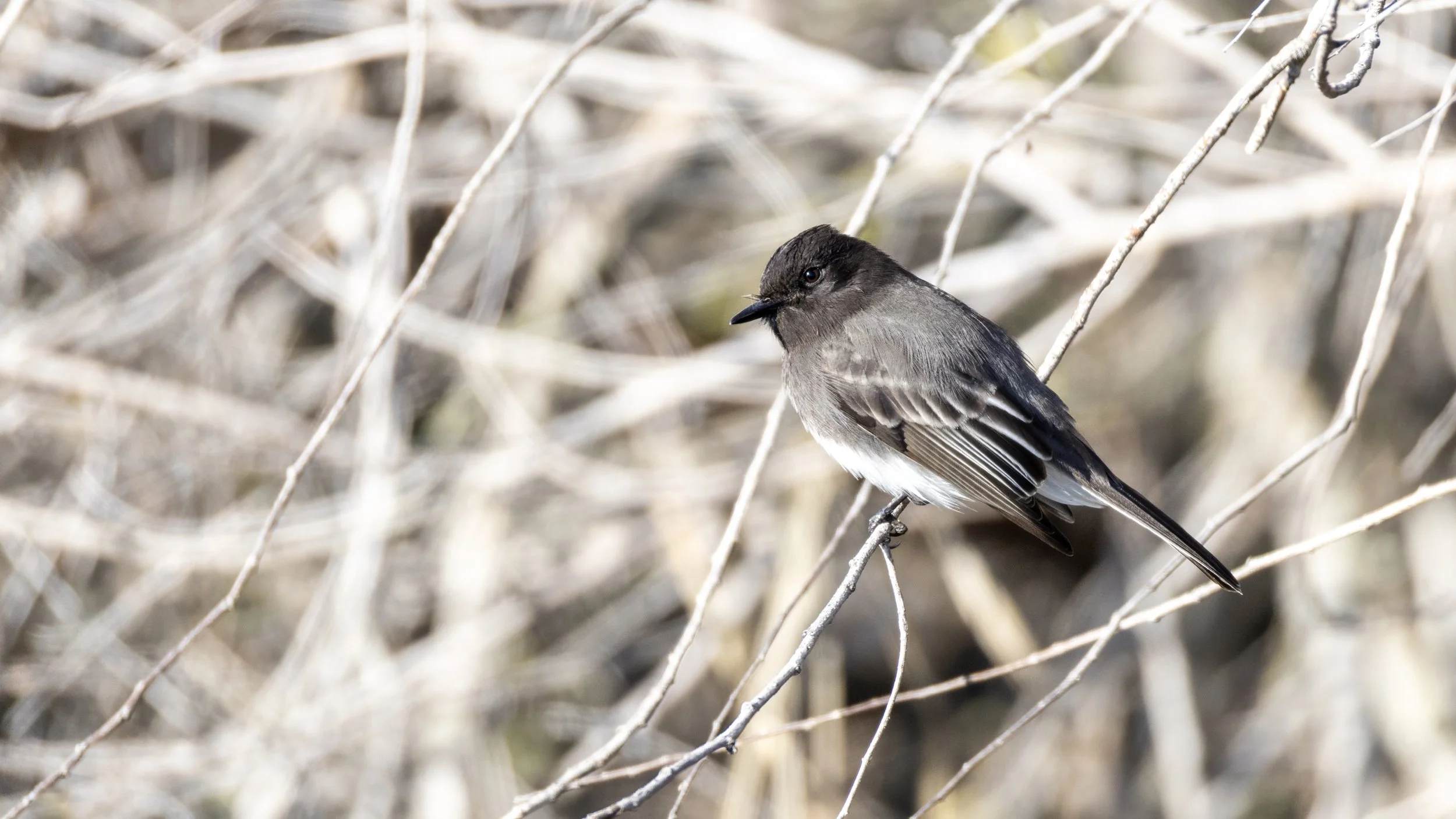 Black Phoebe