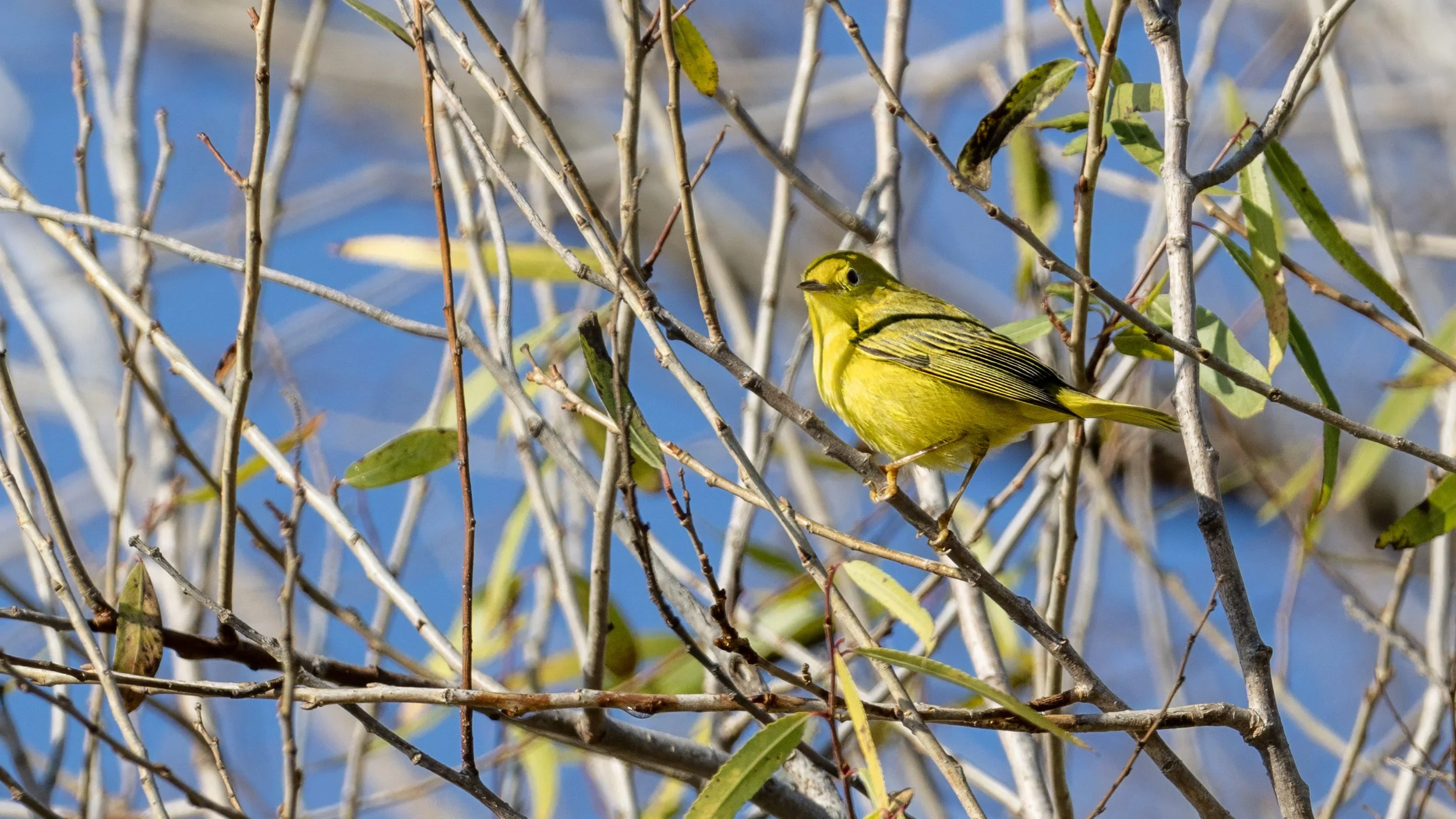 Northern Yellow Warbler