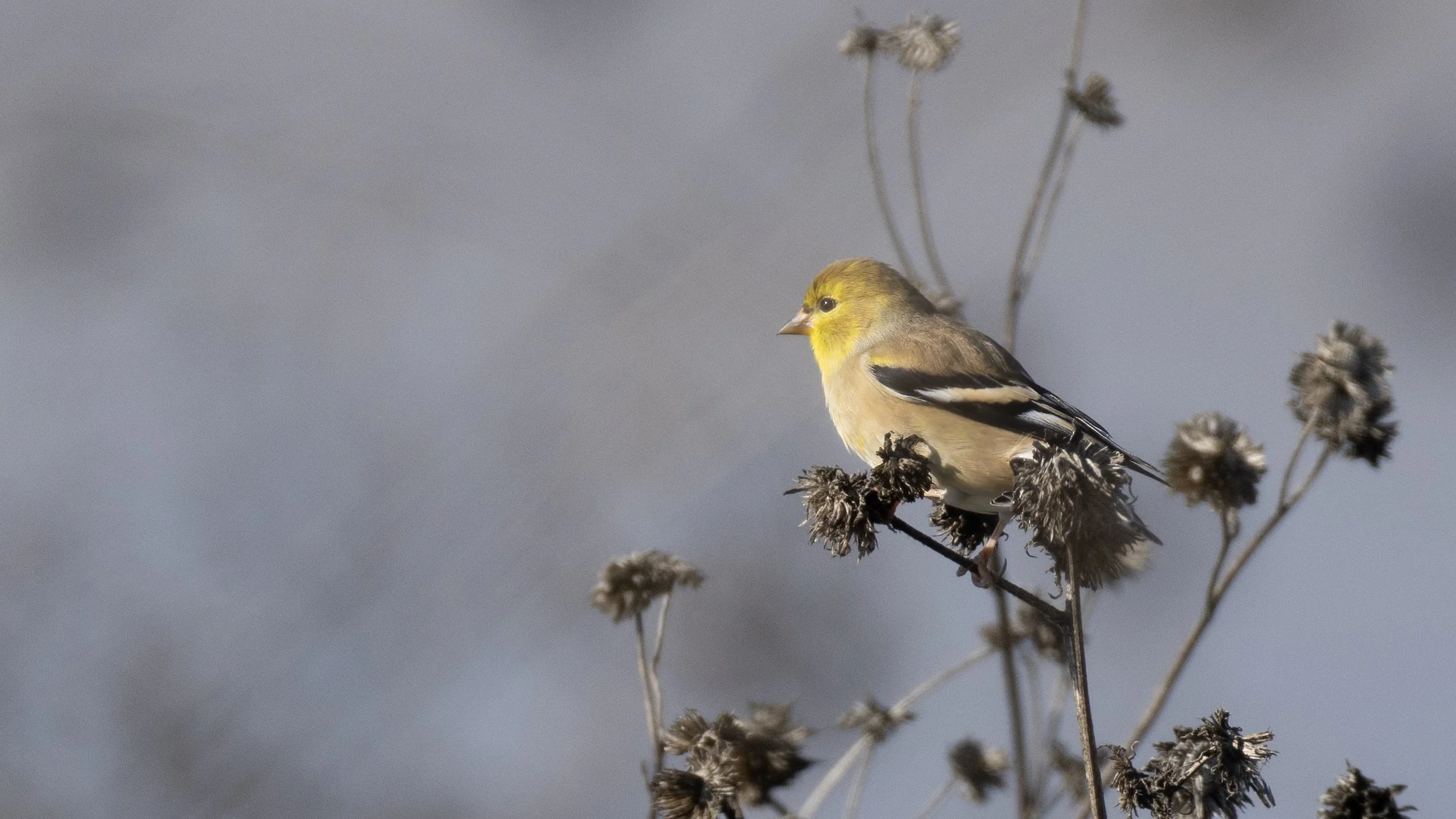 American Goldfinch
