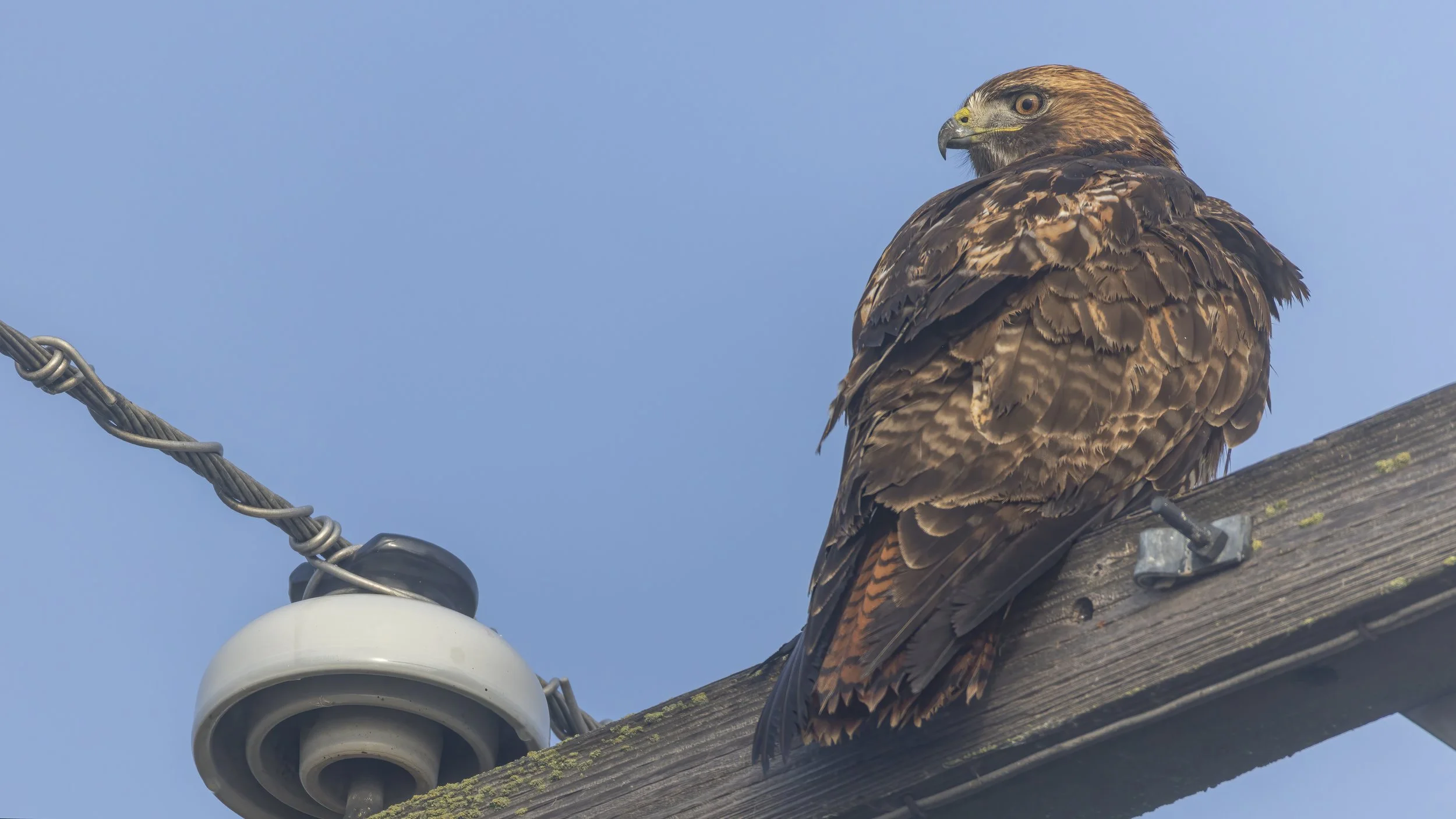 Red-tailed Hawk